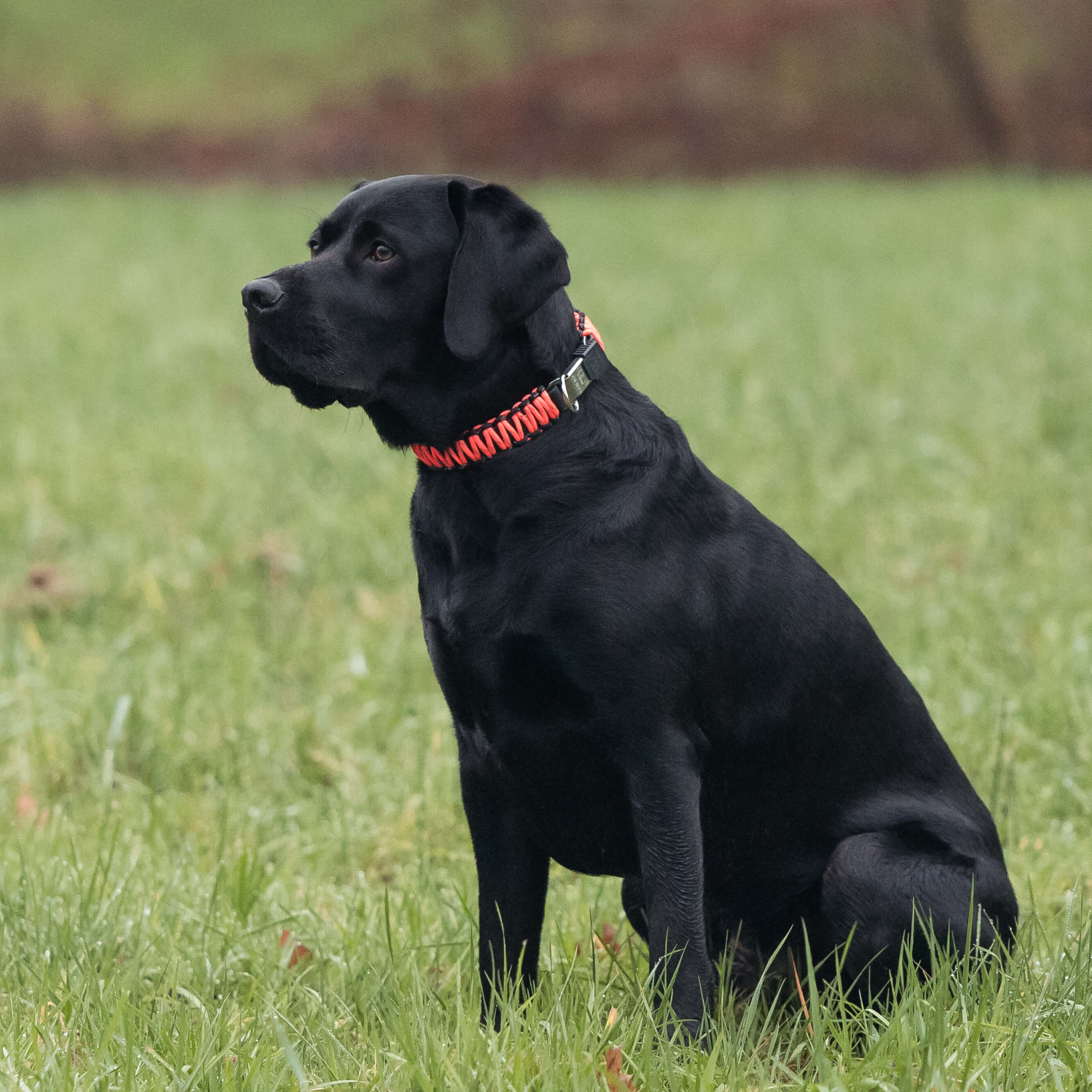 Halsbänder, Geschirre & Leinen | Kategorie_Paracord.jpg