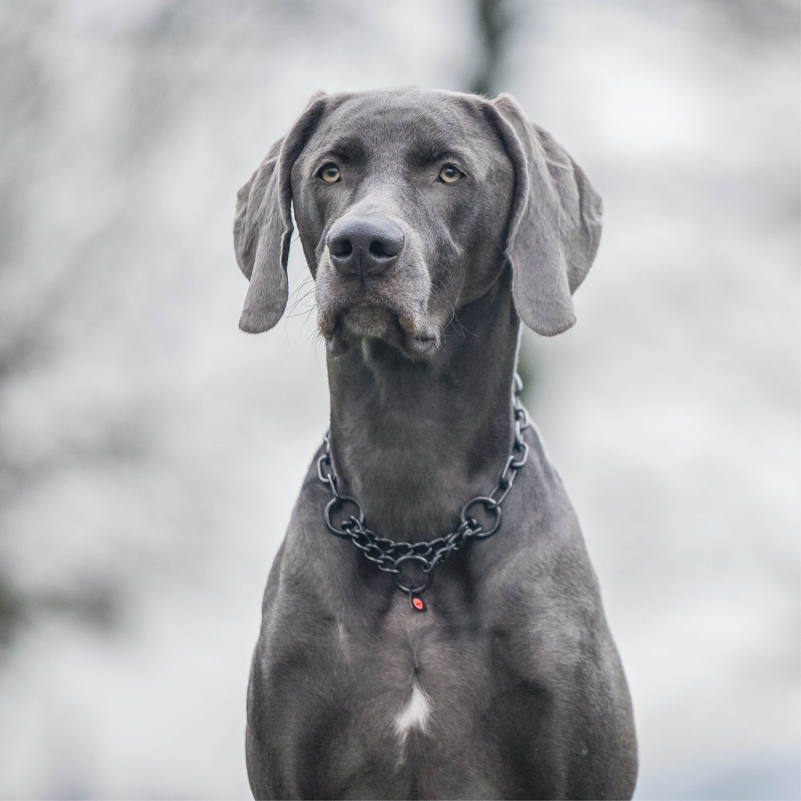 Halsketten | Kategorie_Halsketten.jpg