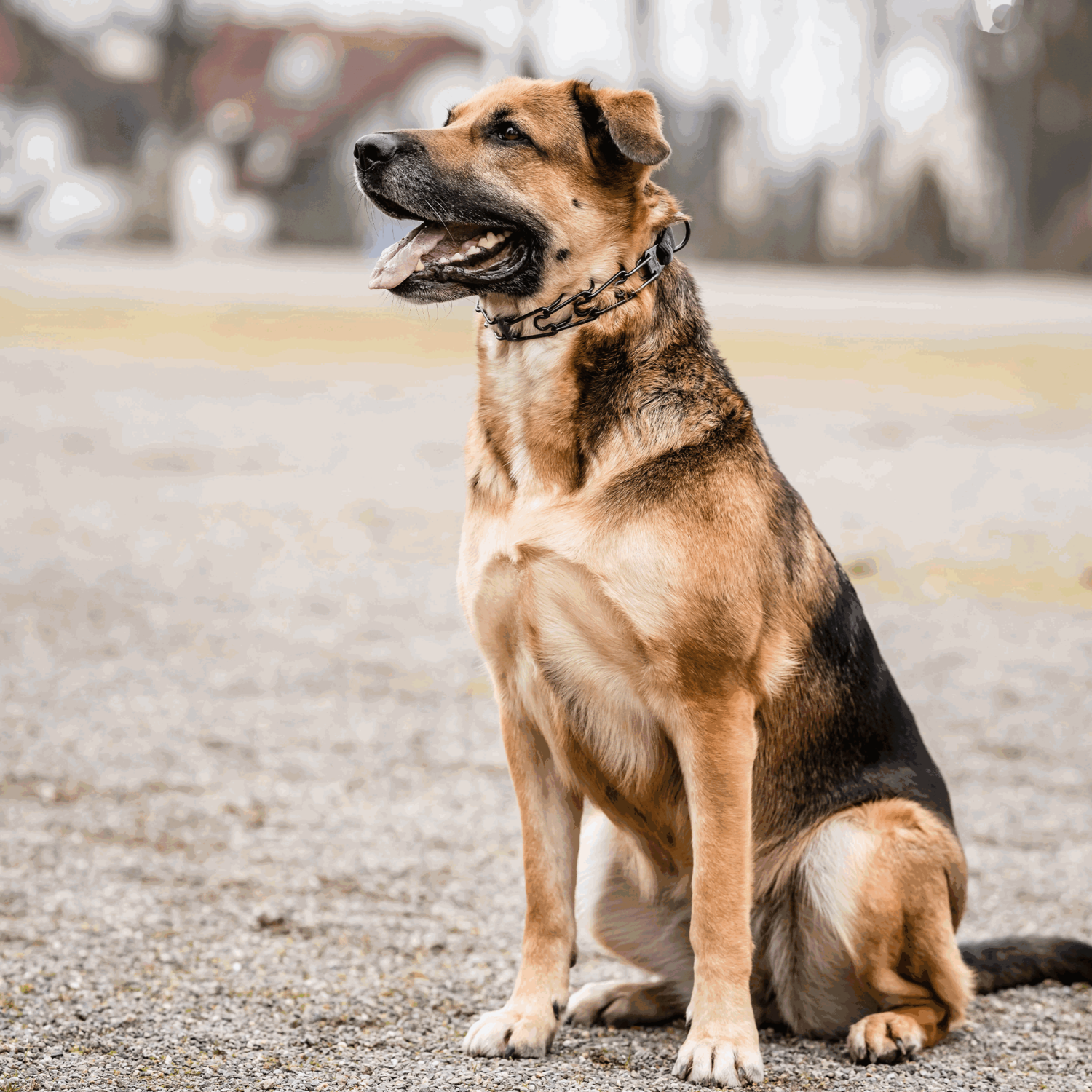 ULTRA-PLUS Dressurhalskette mit Centerplatte und ClicLock - Edelstahl Rostfrei schwarz