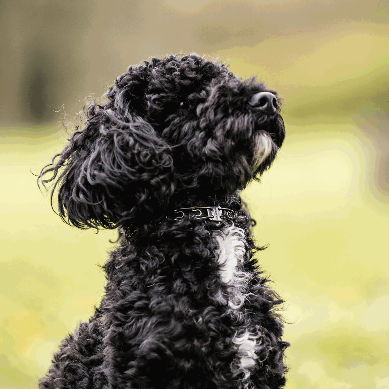 MICRO-PLUS Dressurhalskette mit Centerplatte und Durchzugskette - Edelstahl Rostfrei schwarz, 1,5 mm, 32 cm