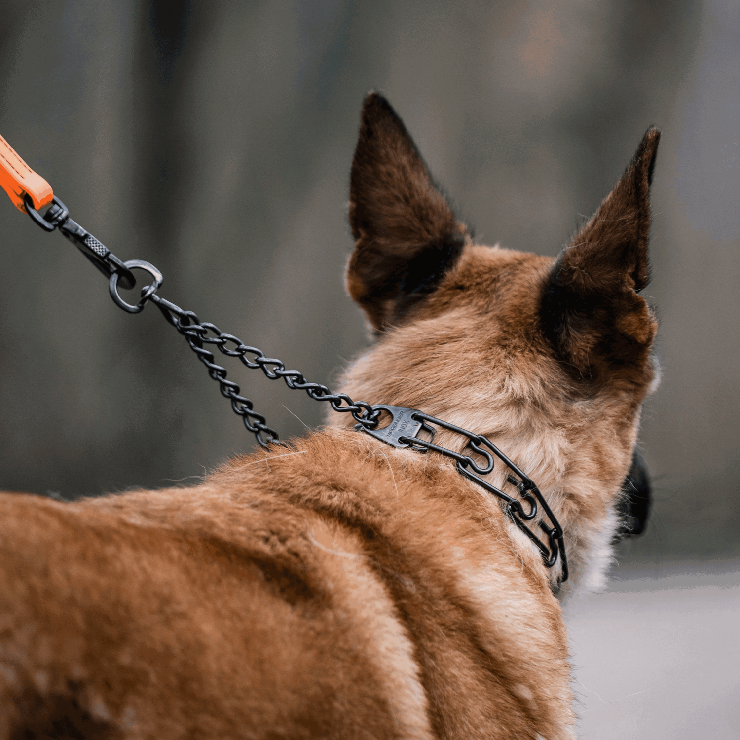 ULTRA-PLUS Dressurhalskette mit Durchzugskette und ClicLock - Edelstahl Rostfrei schwarz
