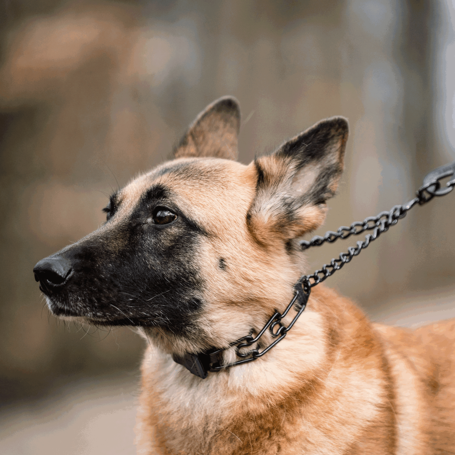 ULTRA-PLUS Dressurhalskette mit Durchzugskette und ClicLock - Edelstahl Rostfrei schwarz