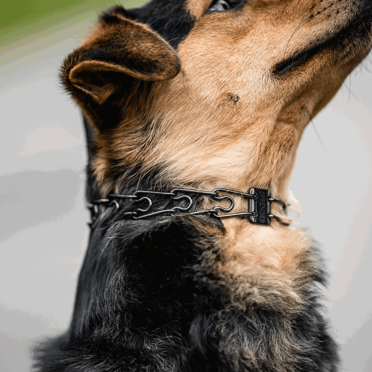 ULTRA-PLUS Dressurhalskette mit Centerplatte und ClicLock -  Edelstahl Rostfrei schwarz | 50108_57_3.png | 1744620150