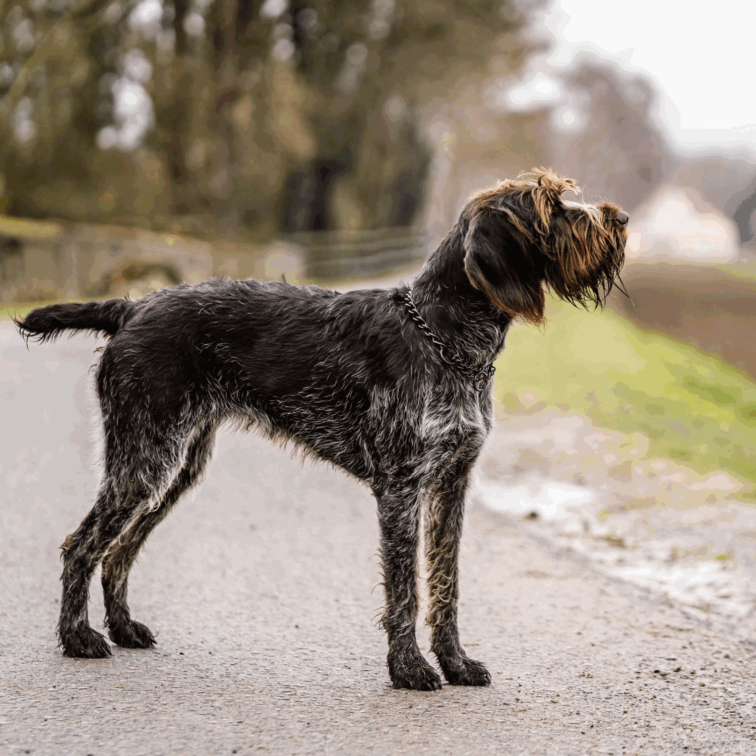 Halskette, runde Glieder - Edelstahl Rostfrei schwarz, 4,0 mm