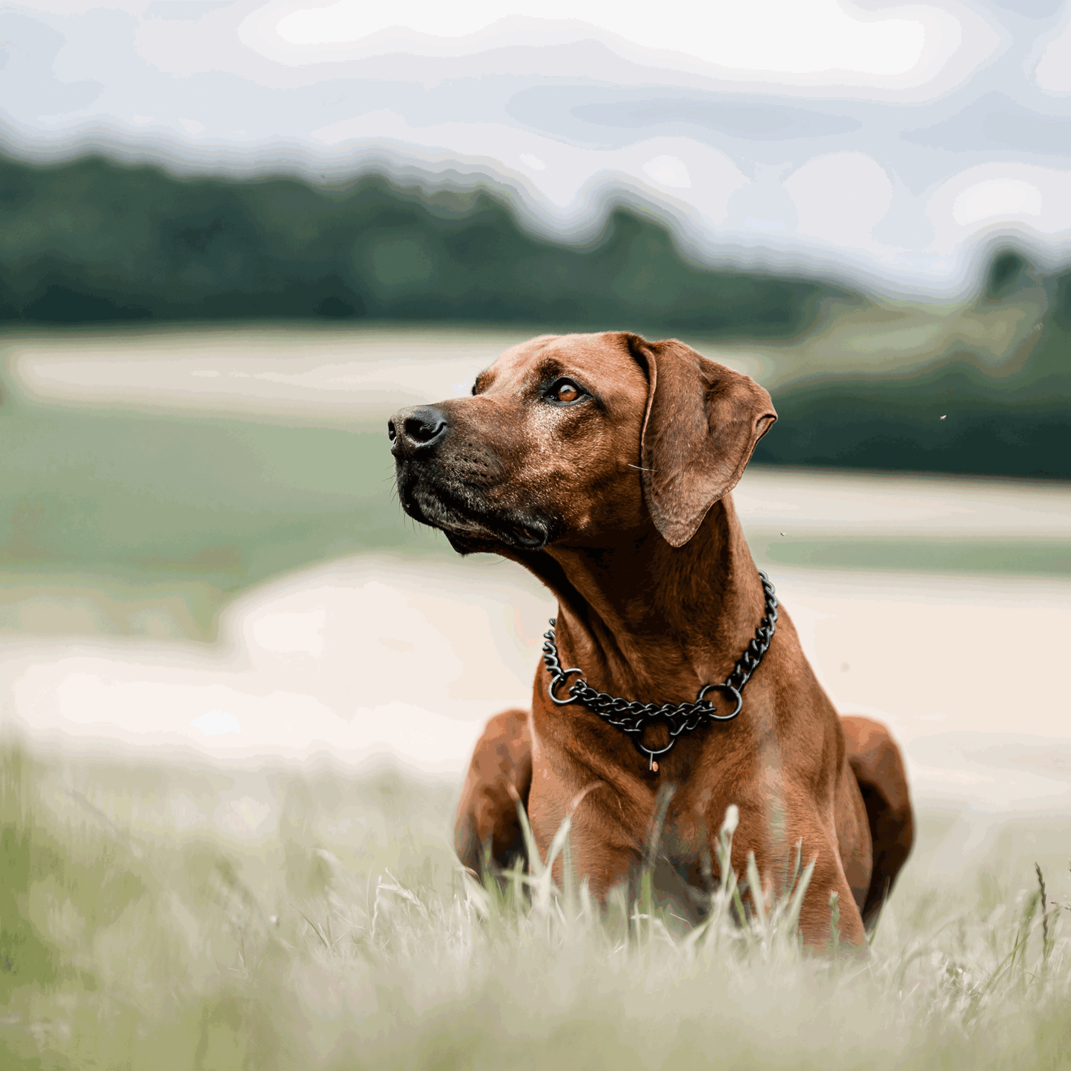 Halskette, runde Glieder - Edelstahl Rostfrei schwarz, 4,0 mm