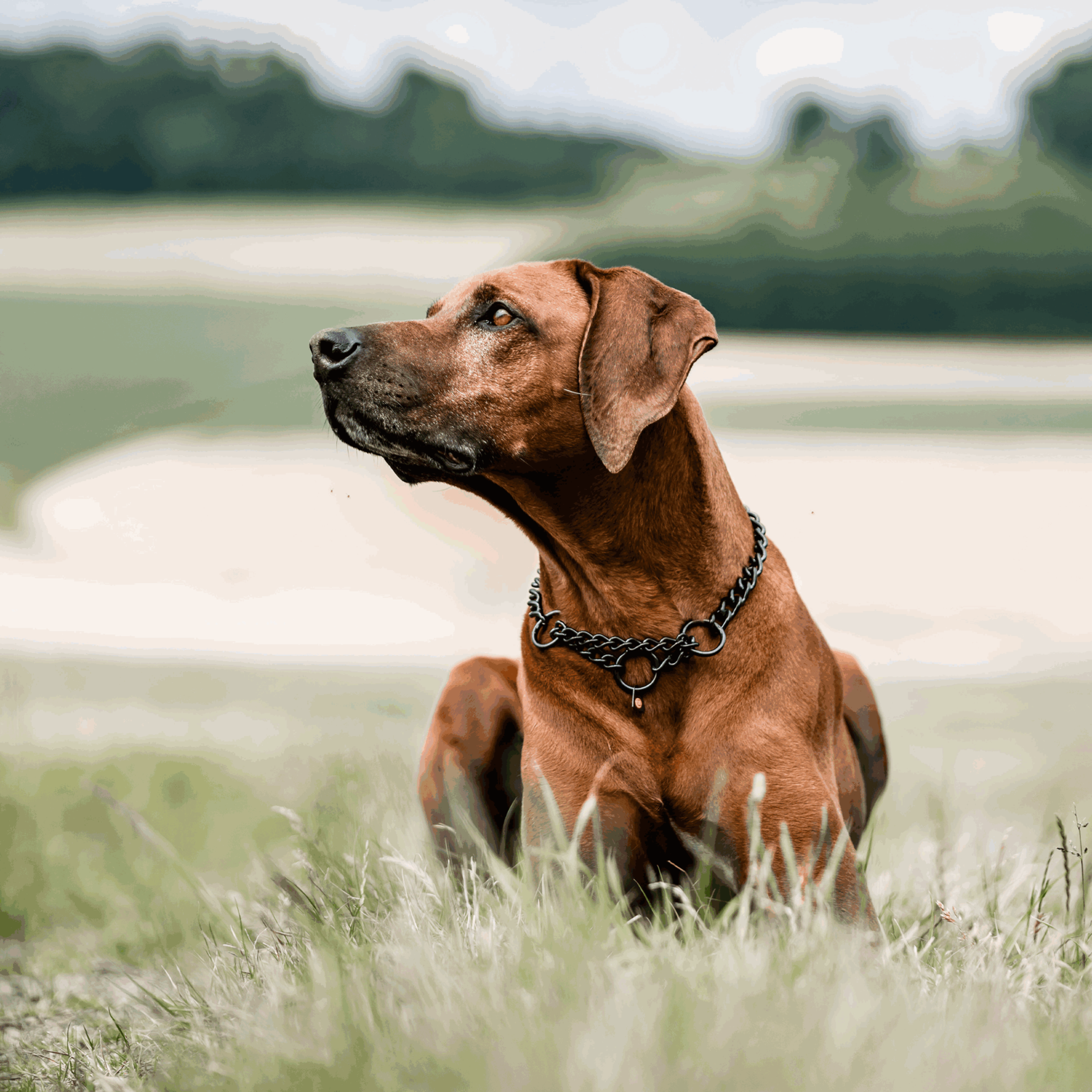 Halskette, runde Glieder - Edelstahl Rostfrei schwarz, 4,0 mm