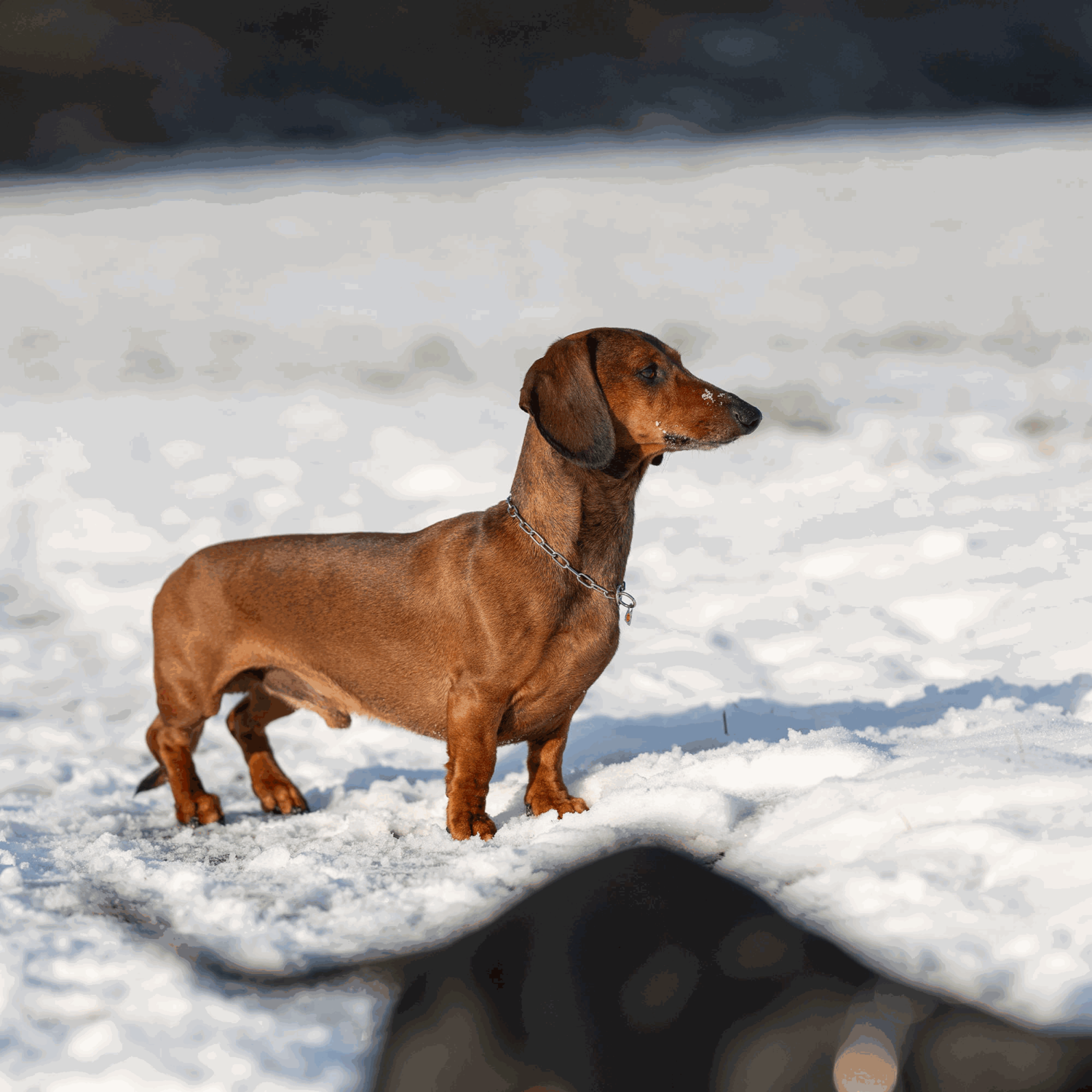 Halskette - Edelstahl Rostfrei, 2,0 mm