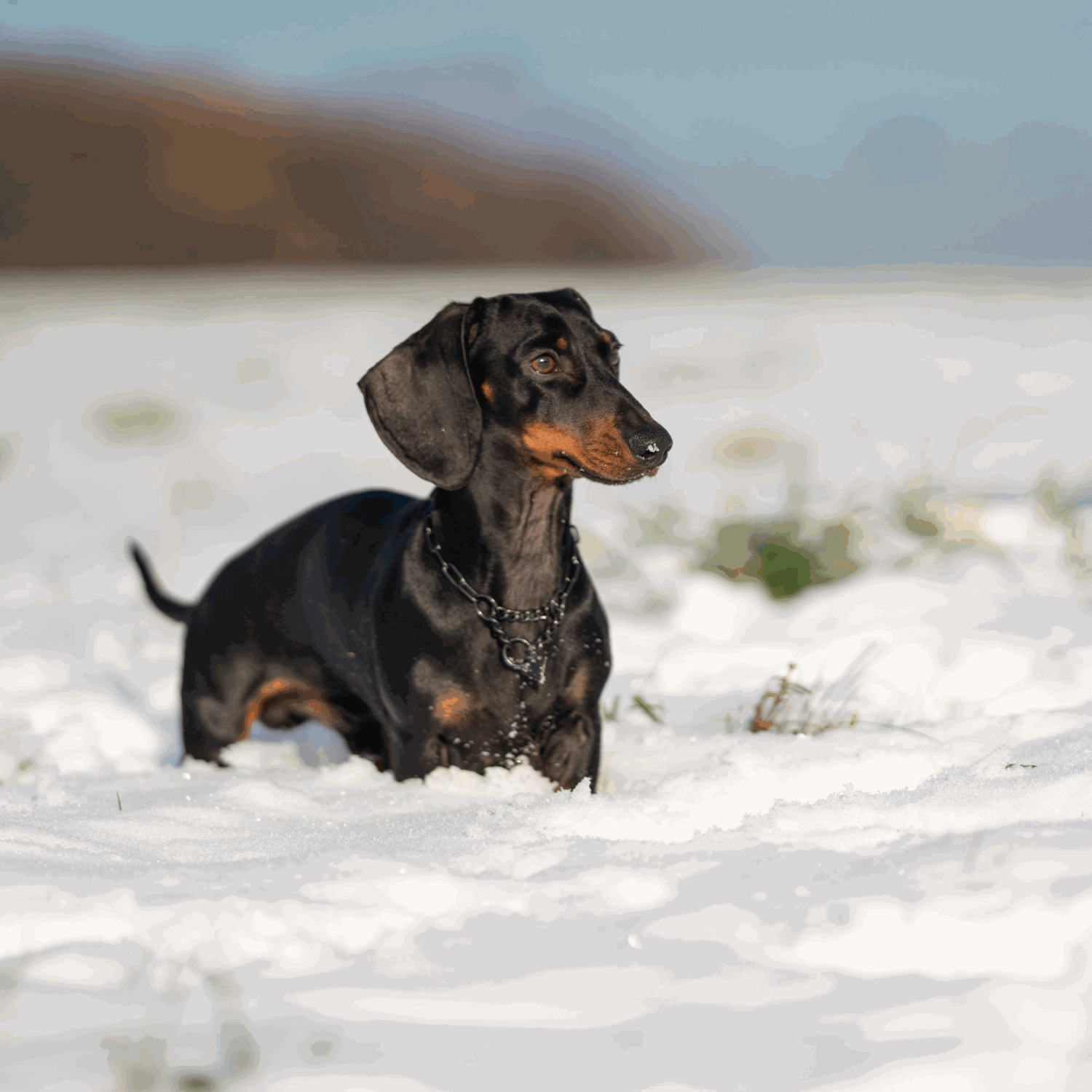 Halskette mit Zugbegrenzung - Edelstahl Rostfrei schwarz, 2,0 mm