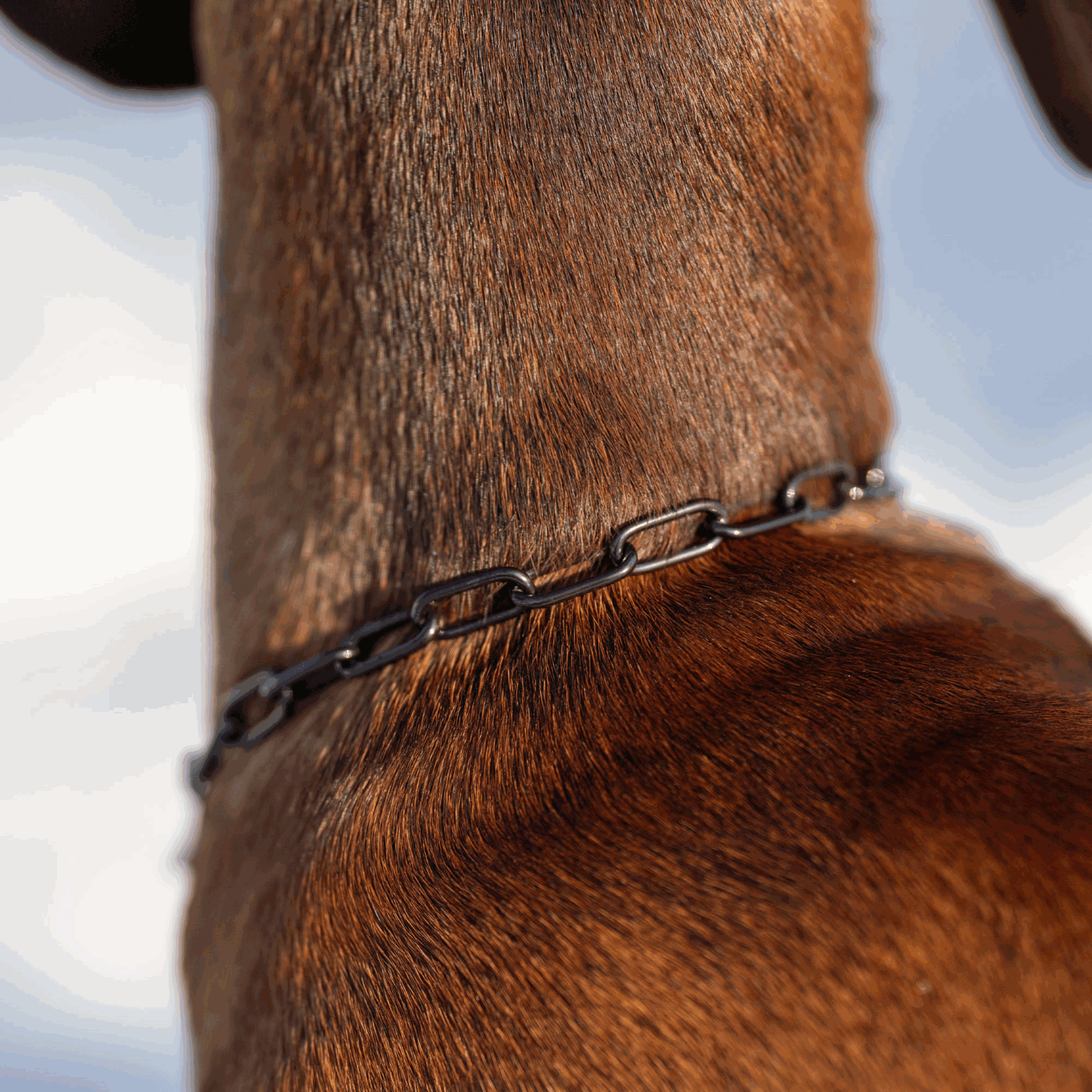 Halskette mit Zugbegrenzung - Edelstahl Rostfrei schwarz, 2,0 mm