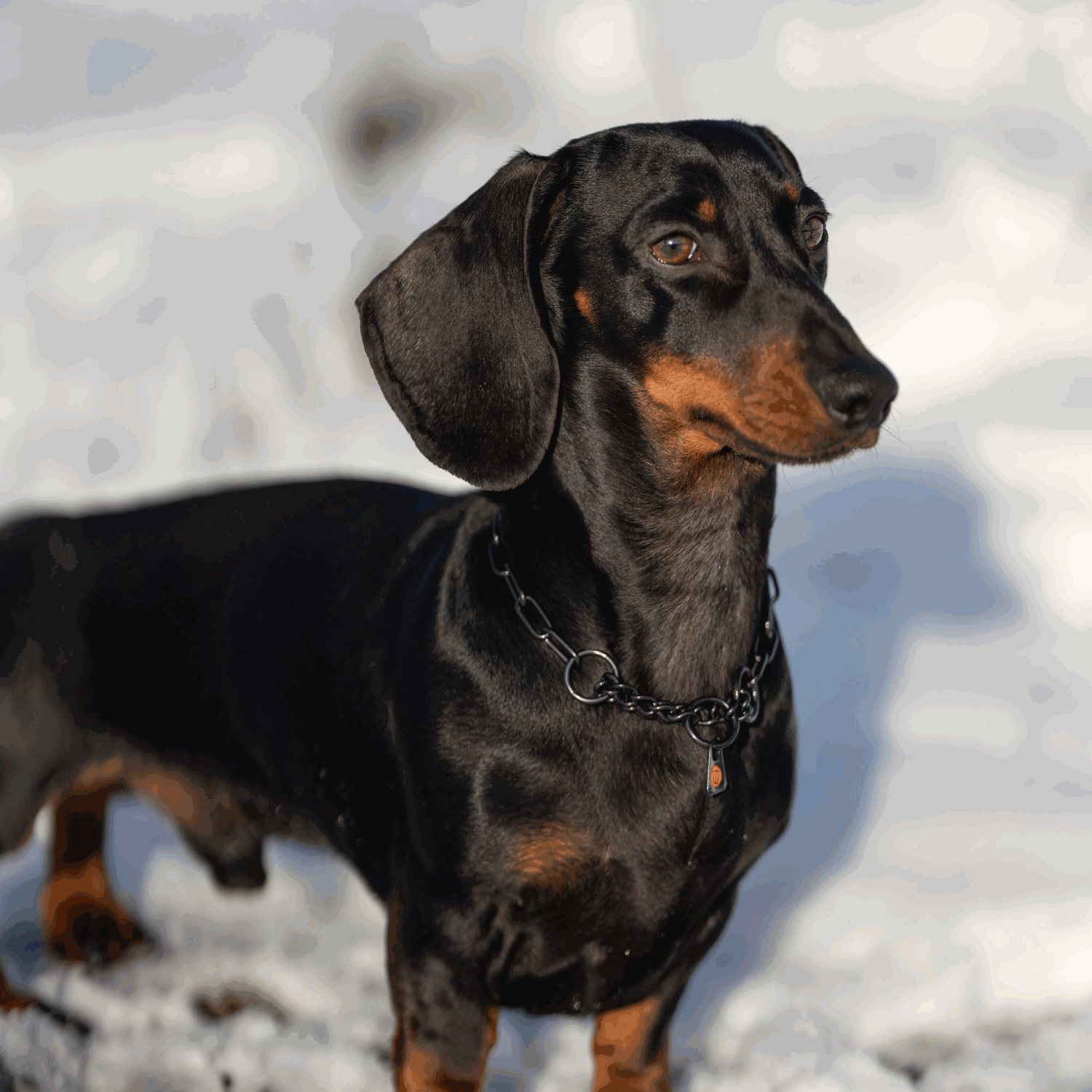 Halskette mit Zugbegrenzung - Edelstahl Rostfrei schwarz, 2,0 mm