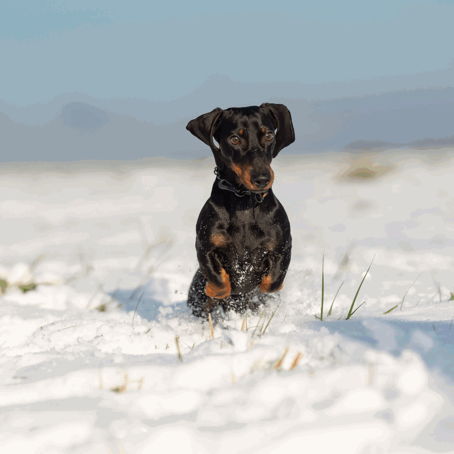 Halskette, verstellbar - mit SPRENGER-Haken - Edelstahl Rostfrei schwarz, 2,0 mm