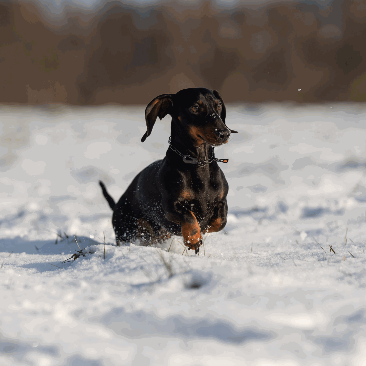 Halskette, verstellbar - mit SPRENGER-Haken - Edelstahl Rostfrei schwarz, 2,0 mm