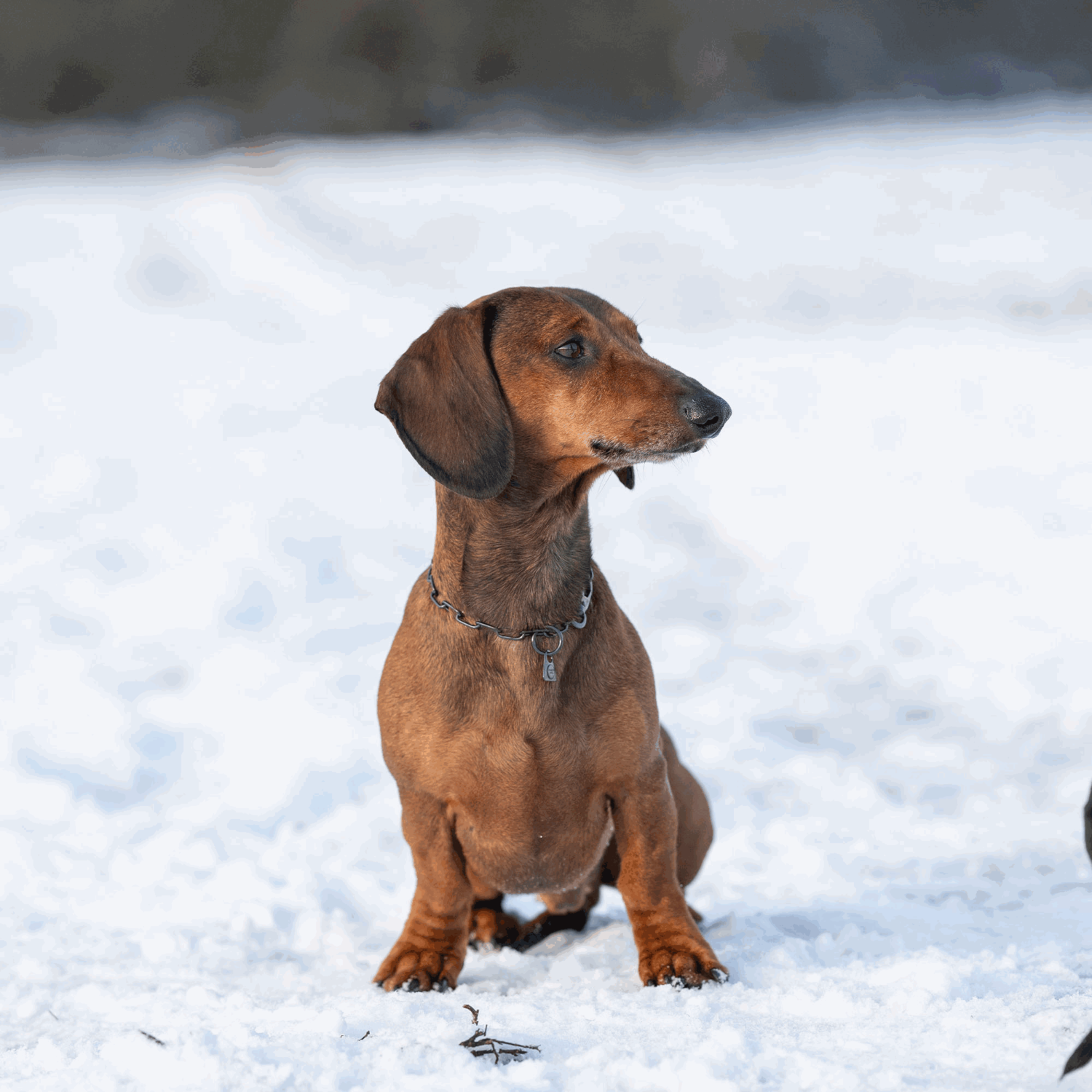 Halskette, verstellbar - mit SPRENGER-Haken - Edelstahl Rostfrei schwarz, 2,0 mm