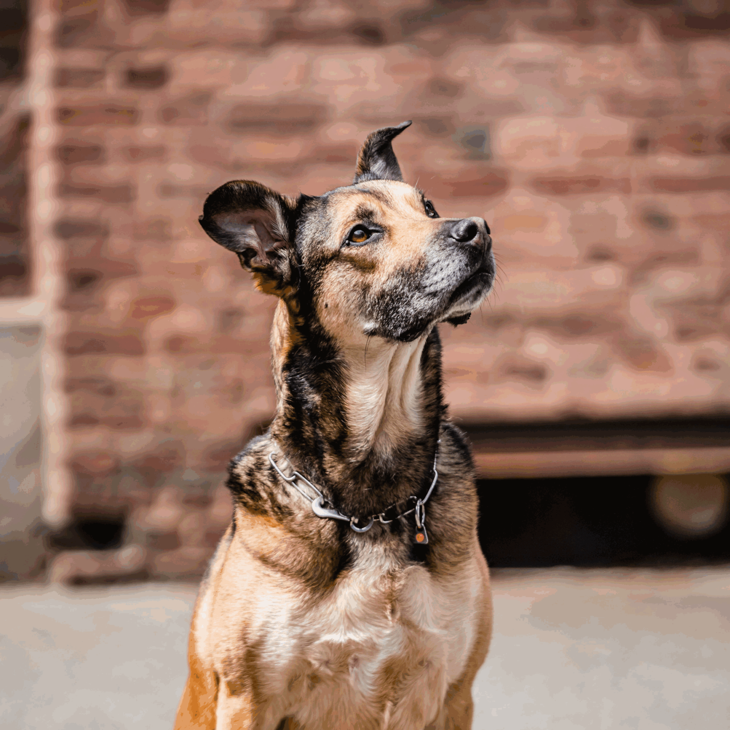 Halskette, langgliedrig, verstellbar - mit SPRENGER-Haken - Edelstahl Rostfrei, 3,0 mm