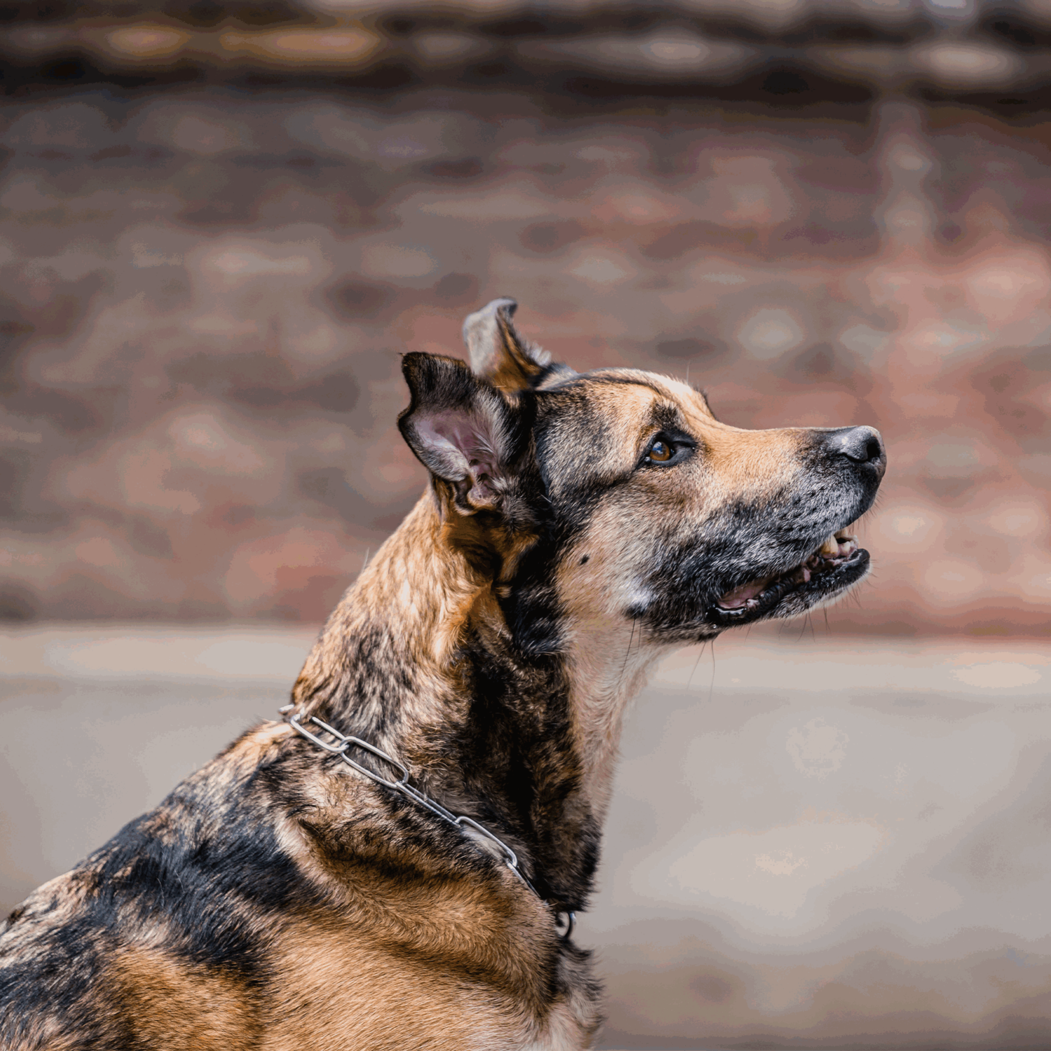 Halskette, langgliedrig, verstellbar - mit SPRENGER-Haken - Edelstahl Rostfrei, 3,0 mm
