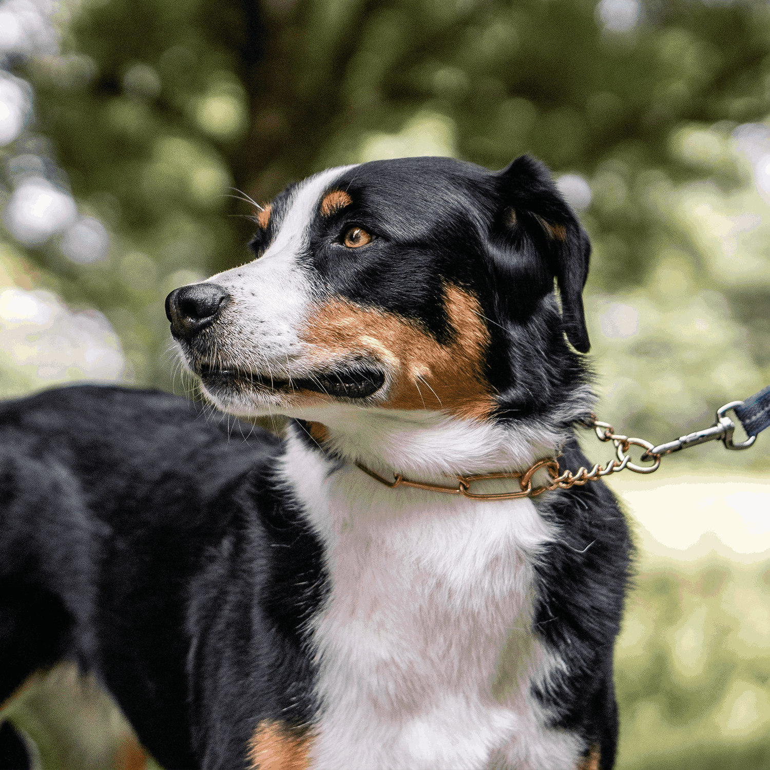 Halskette mit Zugbegrenzung - CUROGAN, 3,0 mm