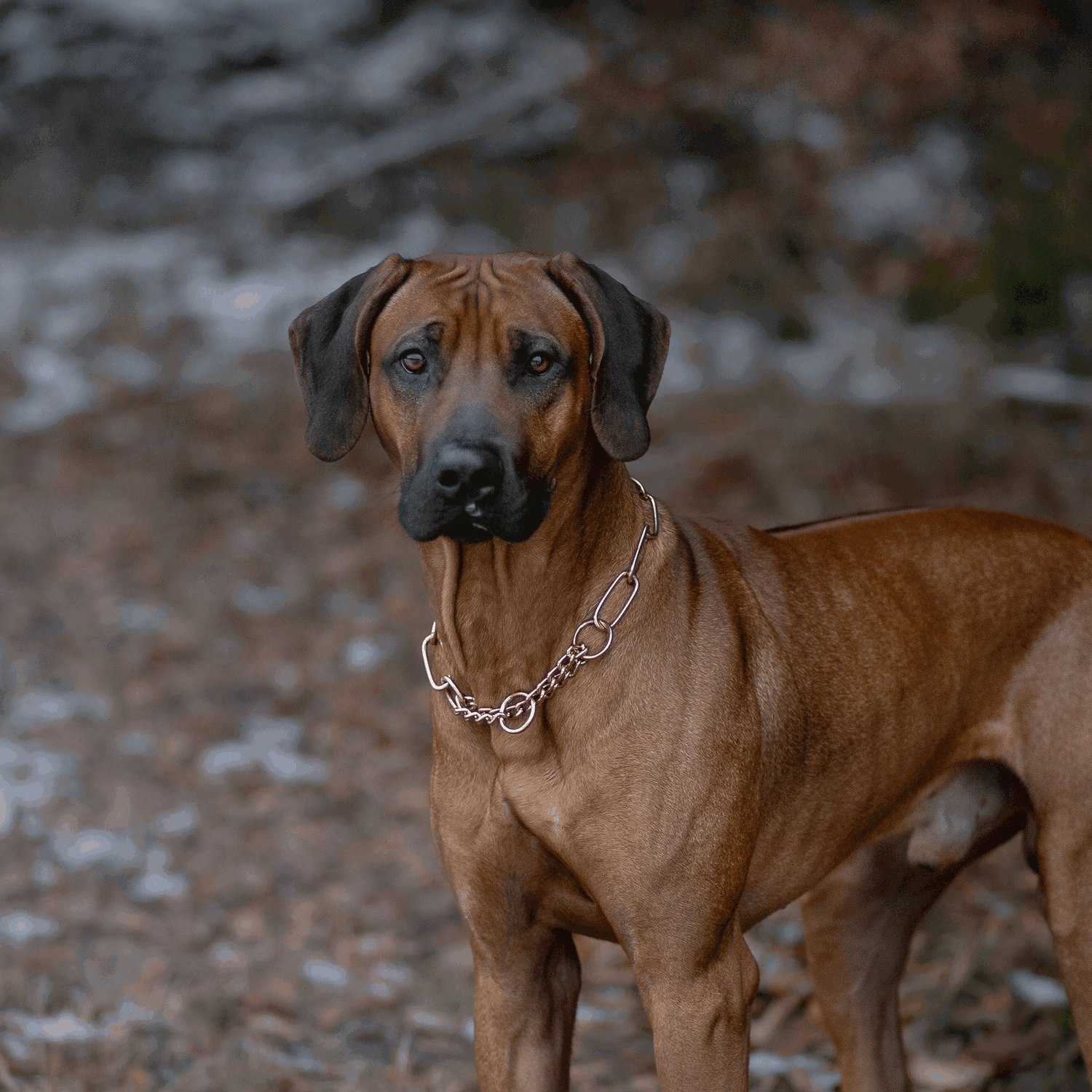 Halskette mit Zugbegrenzung - CUROGAN, 3,0 mm