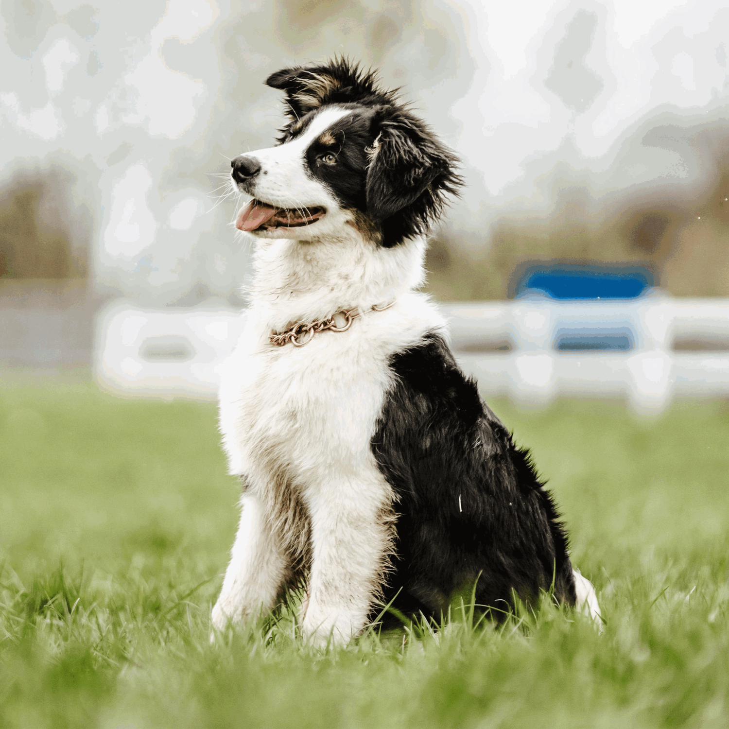 Halskette mit Zugbegrenzung - CUROGAN, 3,0 mm
