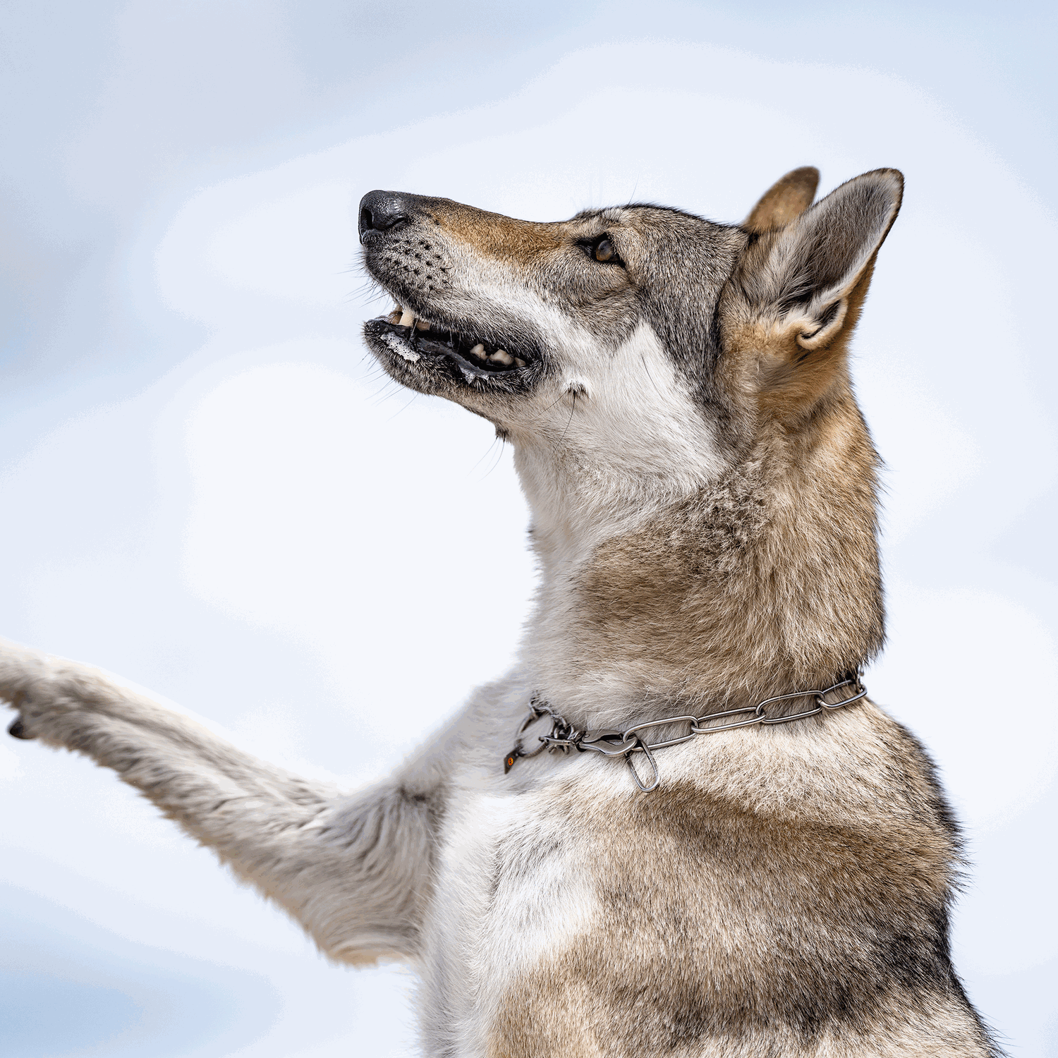 Halskette, verstellbar - mit SPRENGER-Haken - Edelstahl Rostfrei, 3,0 mm