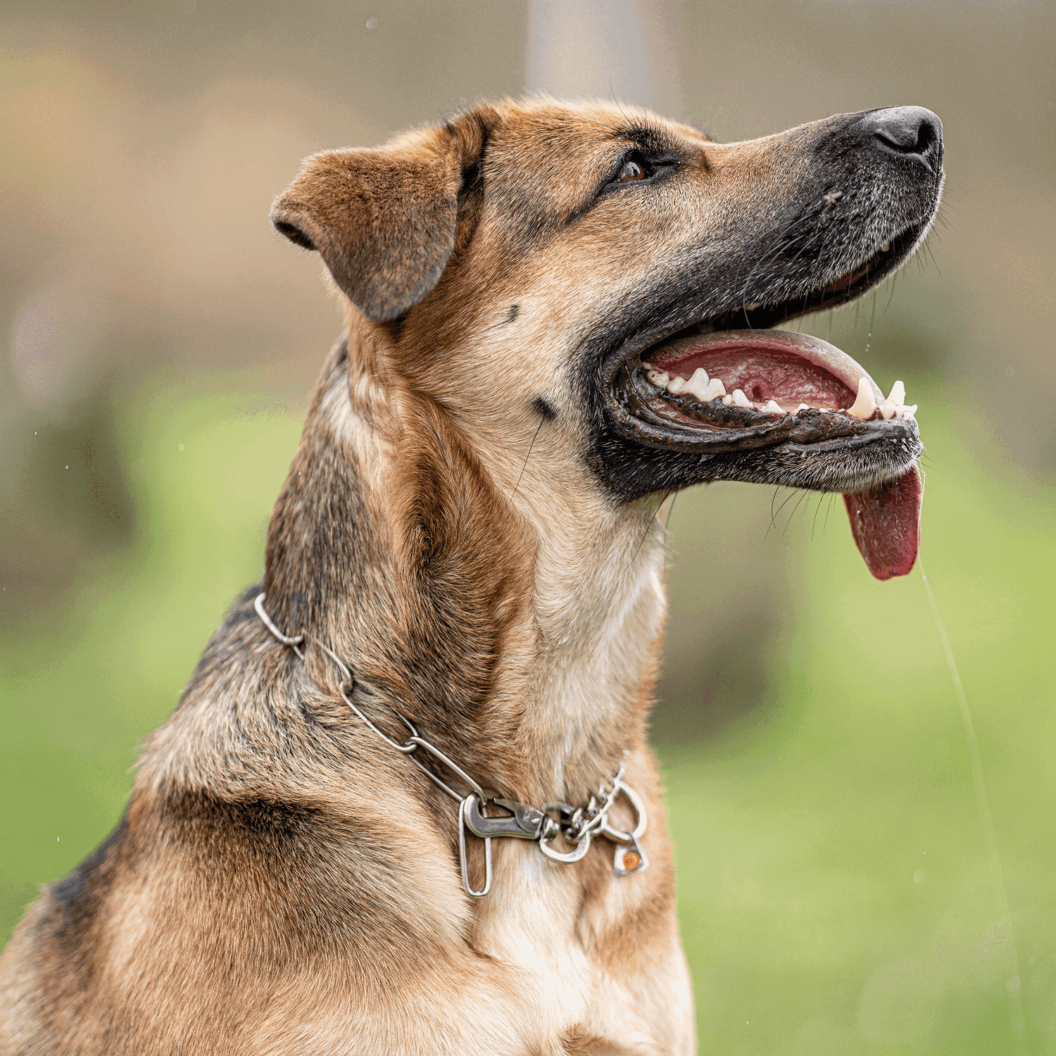 Halskette, verstellbar - mit SPRENGER-Haken - Edelstahl Rostfrei, 3,0 mm