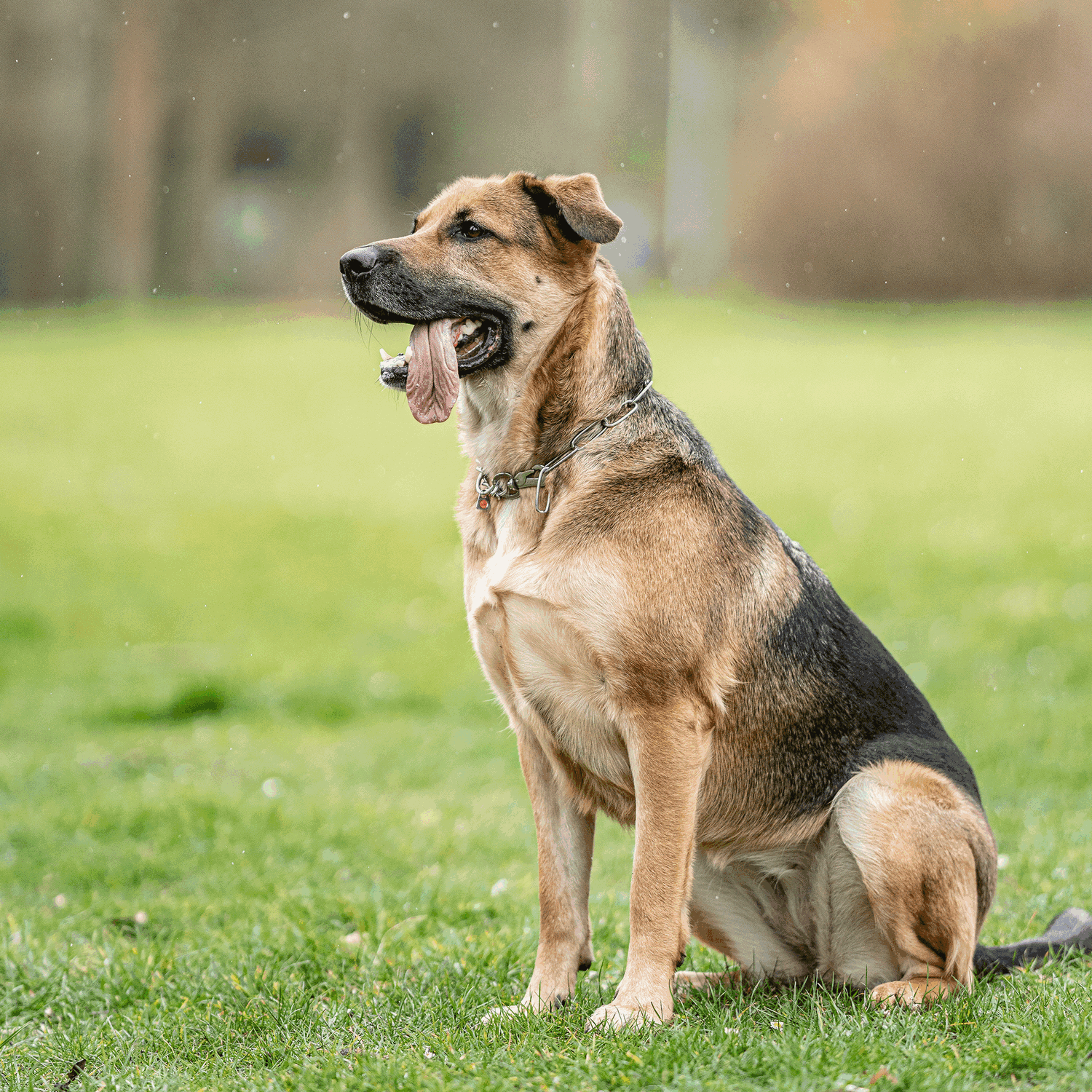 Halskette, verstellbar - mit SPRENGER-Haken - Edelstahl Rostfrei, 3,0 mm