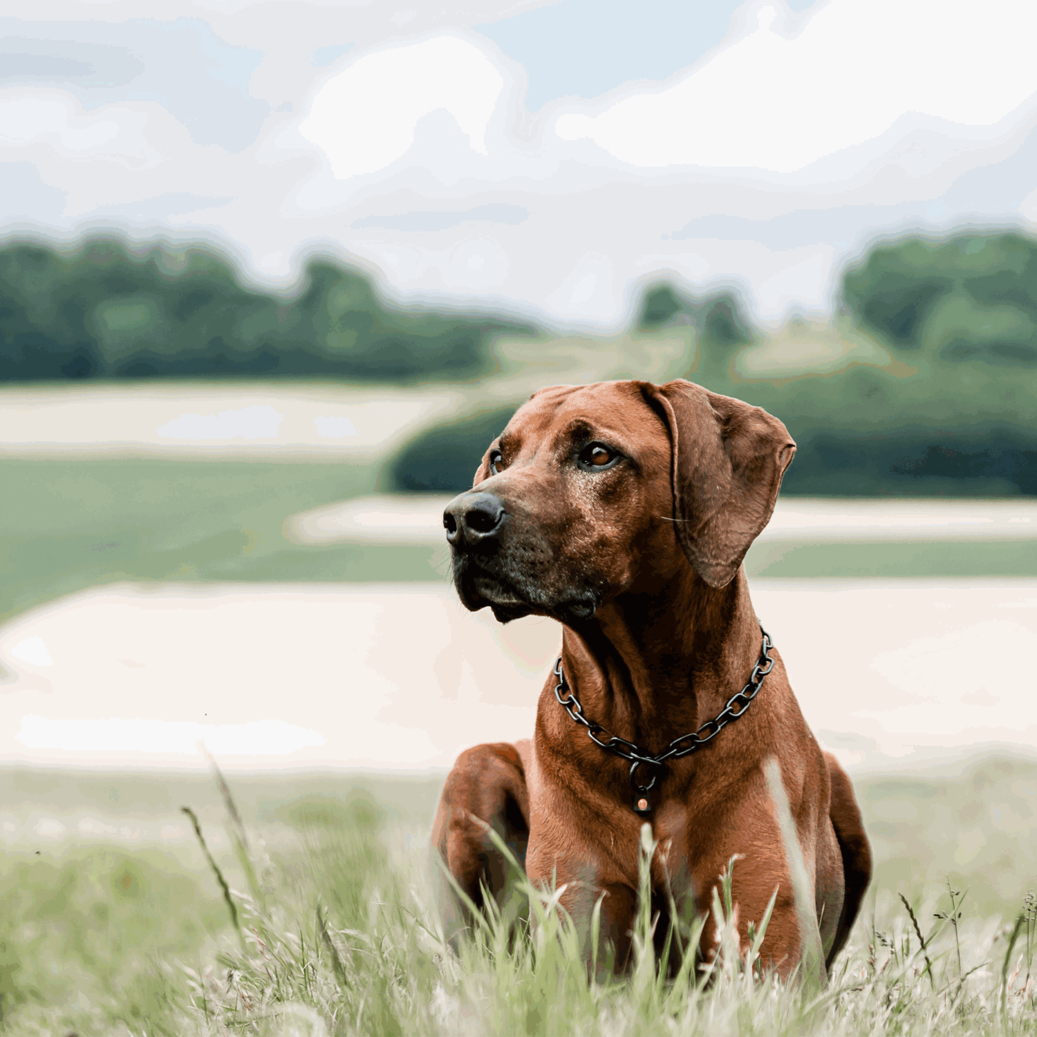 Halskette, medium - Edelstahl Rostfrei schwarz, 3,0 mm