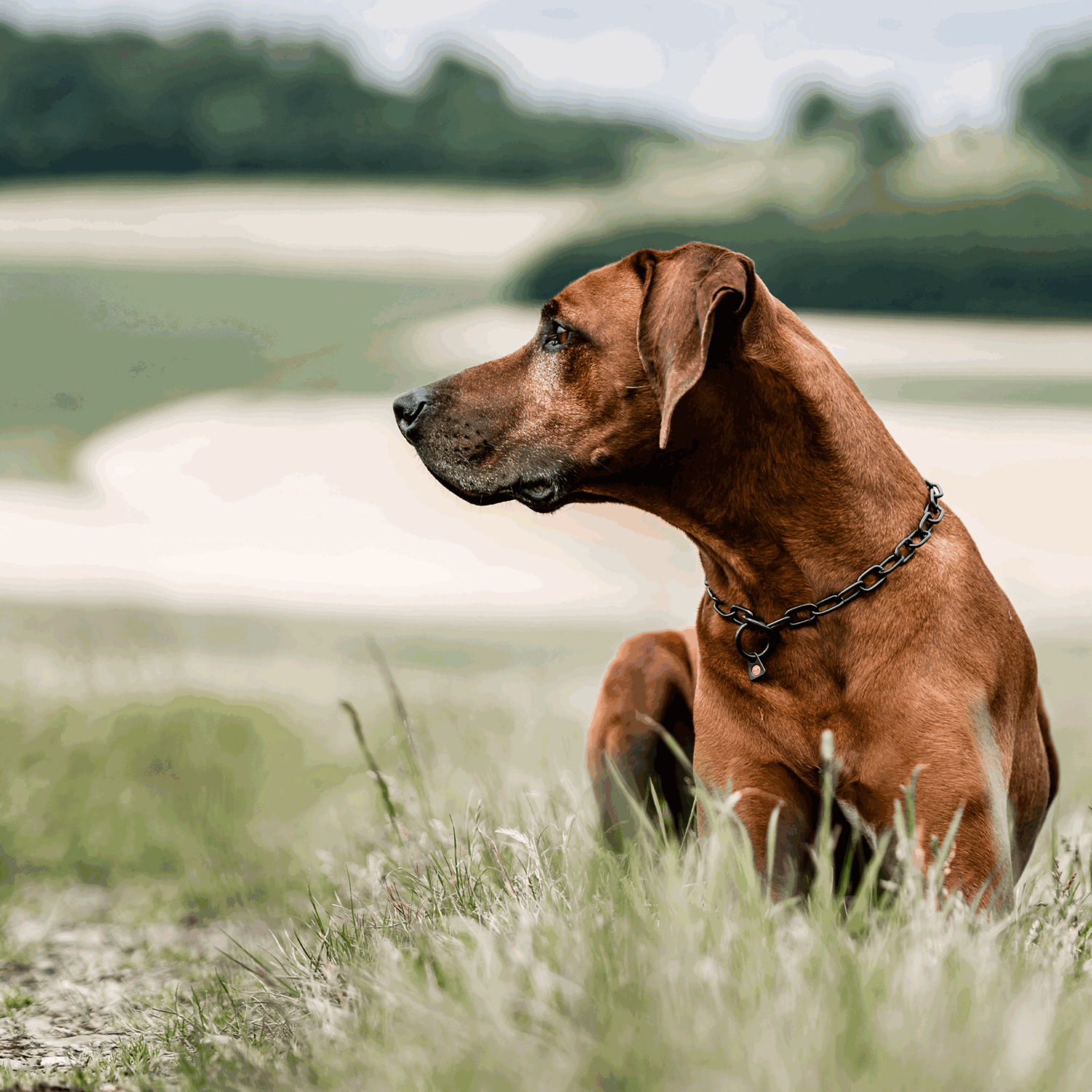 Halskette, medium - Edelstahl Rostfrei schwarz, 3,0 mm