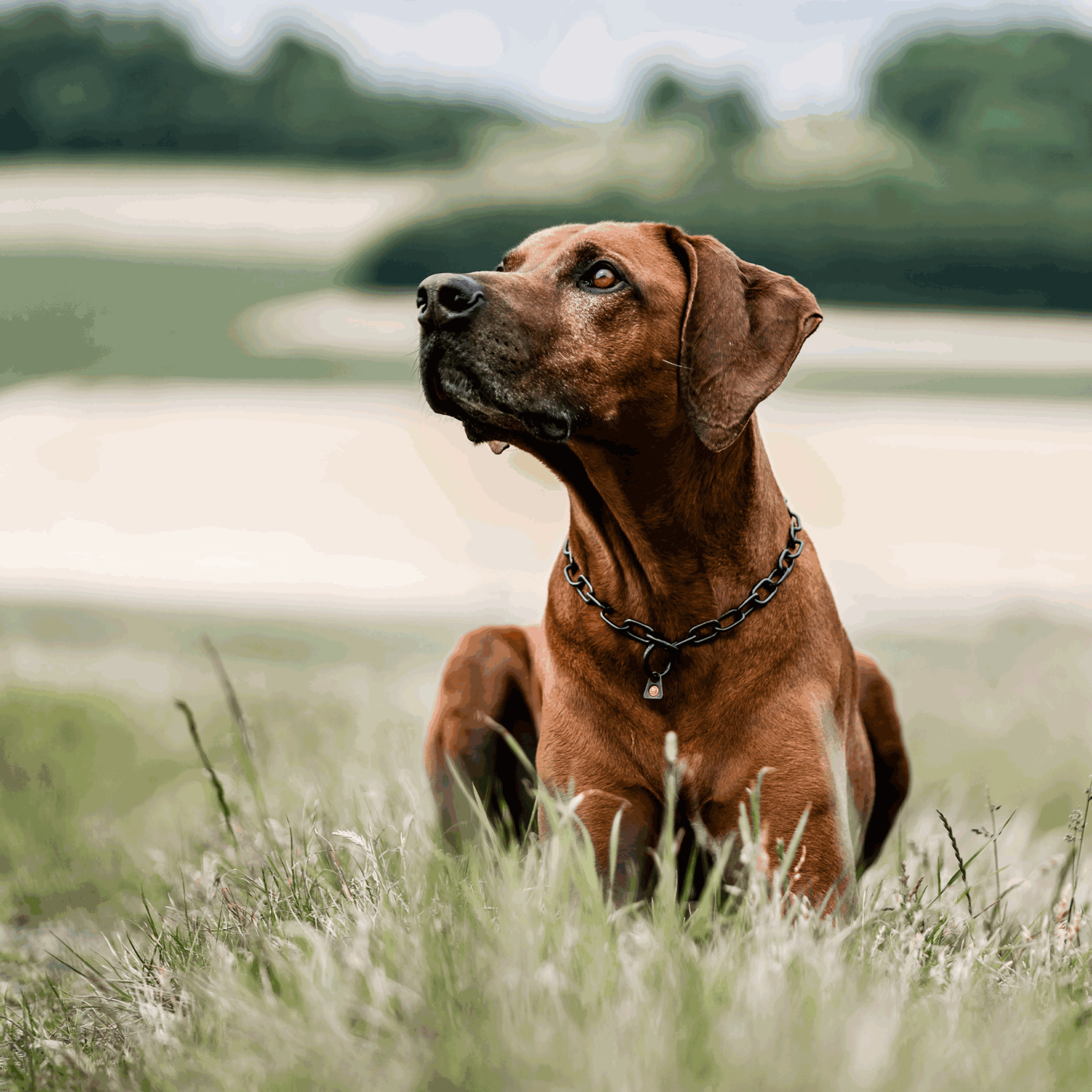 Halskette, medium - Edelstahl Rostfrei schwarz, 3,0 mm