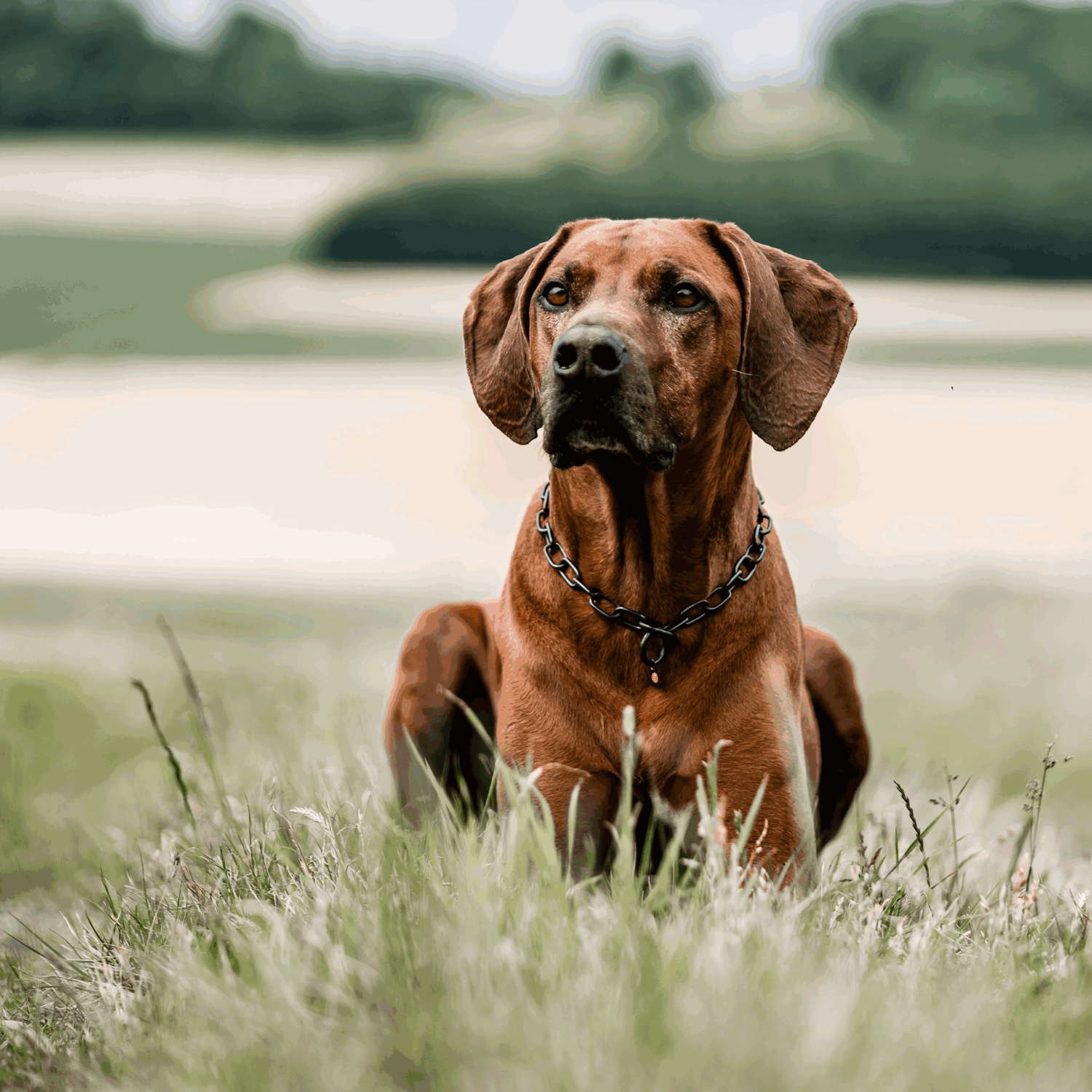 Halskette, medium - Edelstahl Rostfrei schwarz, 3,0 mm