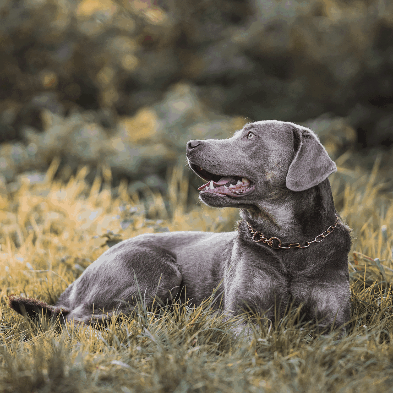 Halskette, medium, mit Durchzugskette - CUROGAN, 3,0 mm