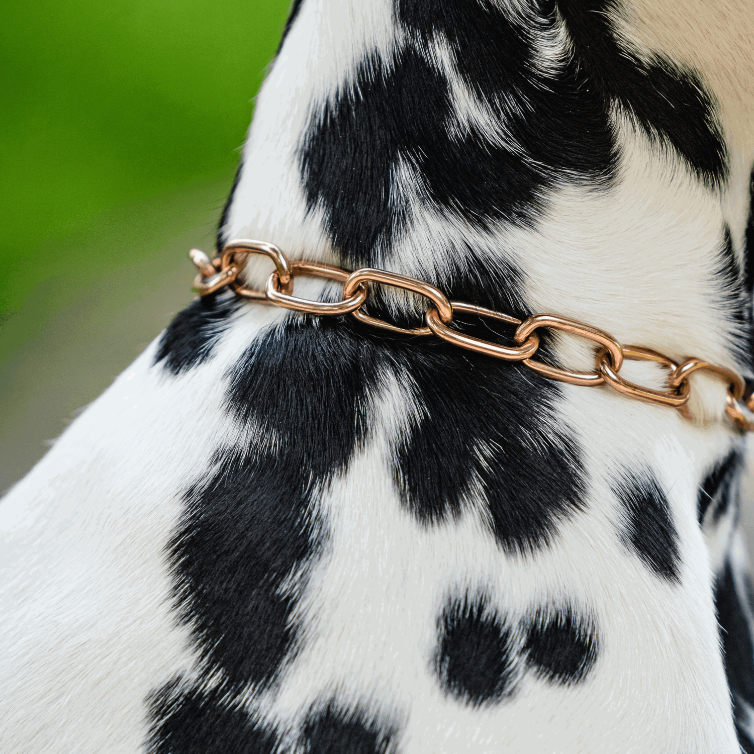 Halskette, medium, mit Durchzugskette - CUROGAN, 3,0 mm