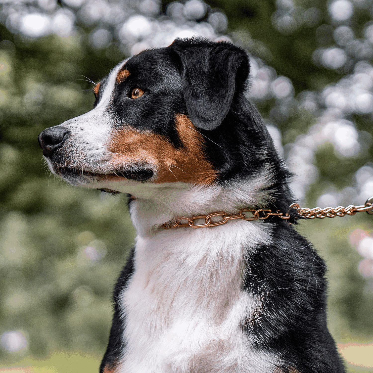 Halskette, medium, mit Durchzugskette - CUROGAN, 3,0 mm