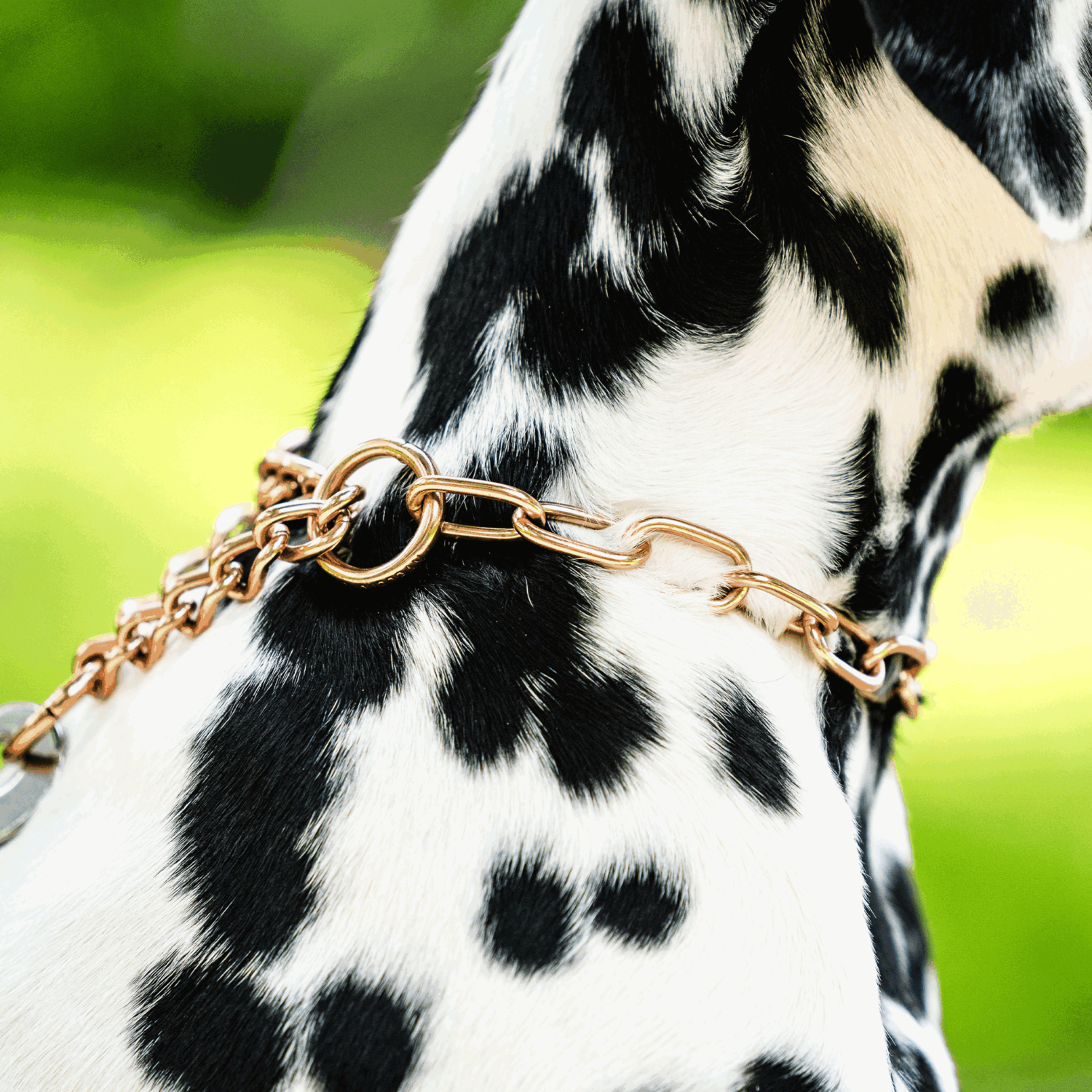 Halskette, medium, mit Durchzugskette - CUROGAN, 3,0 mm