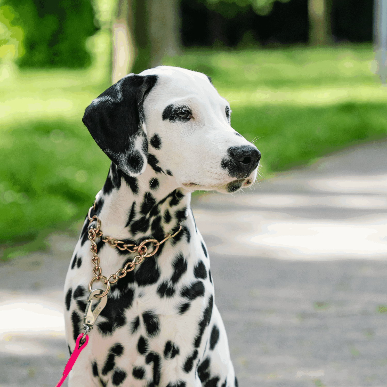 Halskette, medium, mit Durchzugskette - CUROGAN, 3,0 mm