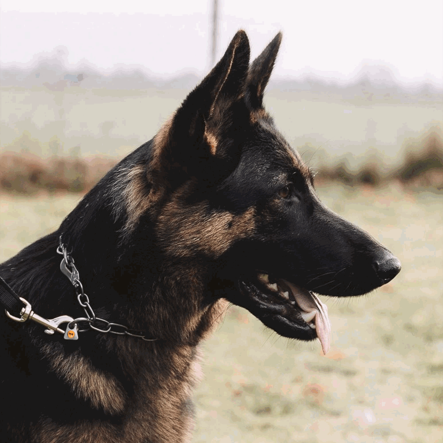 Halskette, verstellbar - mit SPRENGER-Haken - Edelstahl Rostfrei, 3,0 mm