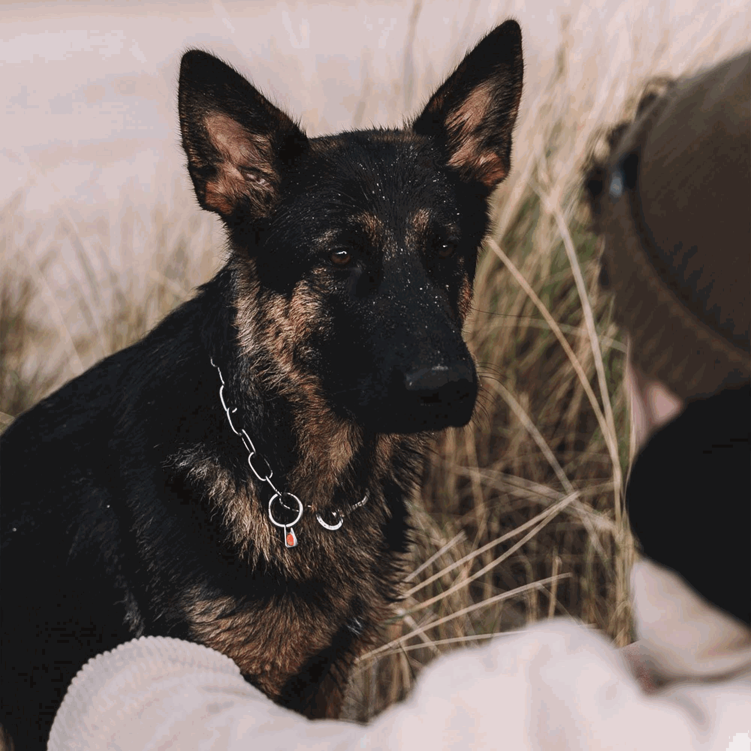 Halskette, verstellbar - mit SPRENGER-Haken - Edelstahl Rostfrei, 3,0 mm