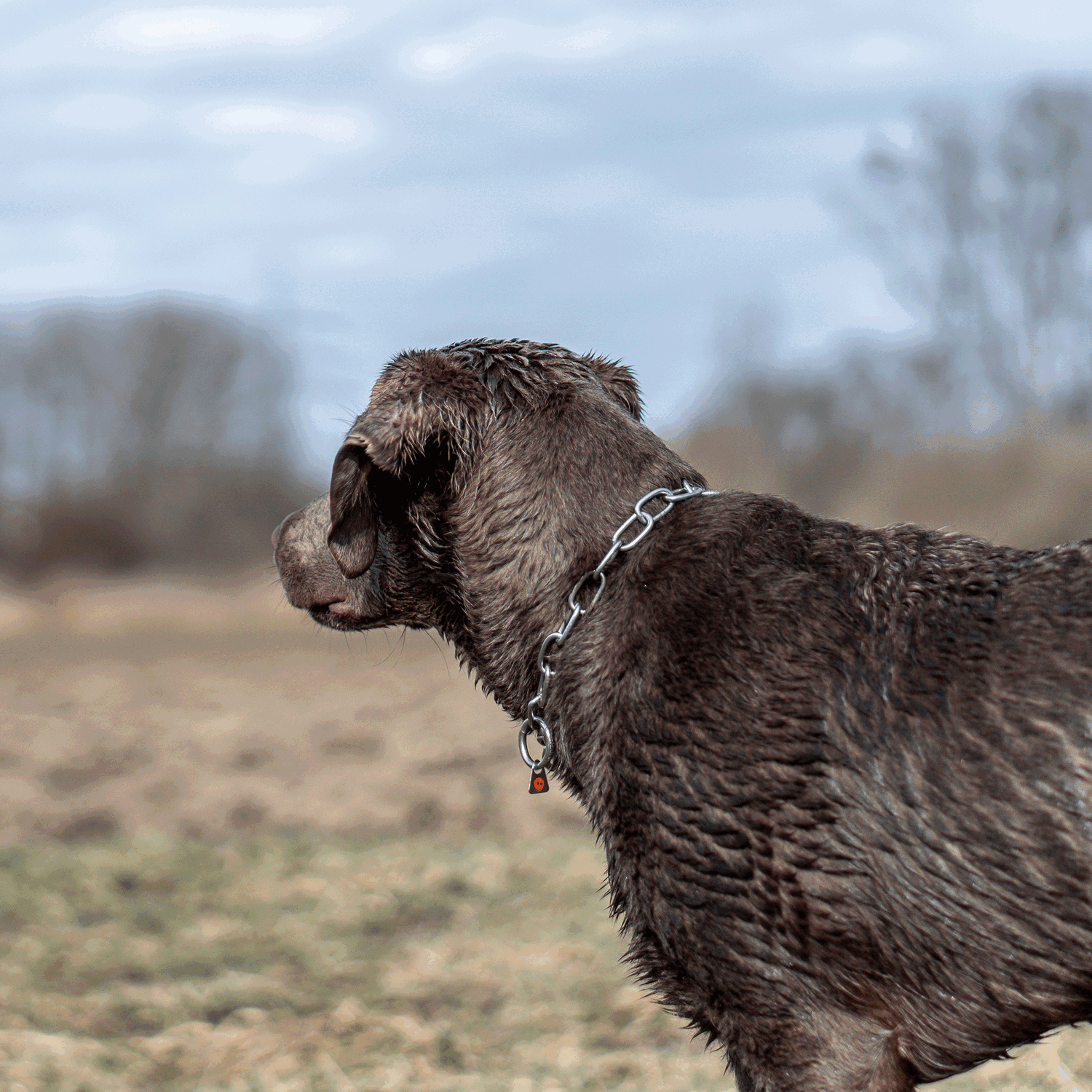 Halskette, verstellbar - mit SPRENGER-Haken - Edelstahl Rostfrei, 3,0 mm
