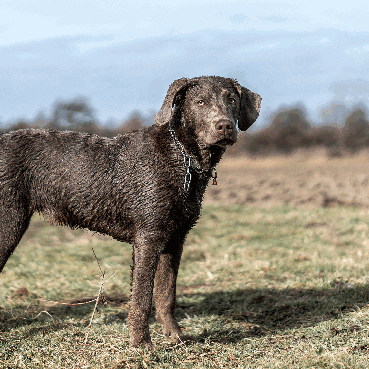Halskette, verstellbar - mit SPRENGER-Haken - Edelstahl Rostfrei, 3,0 mm