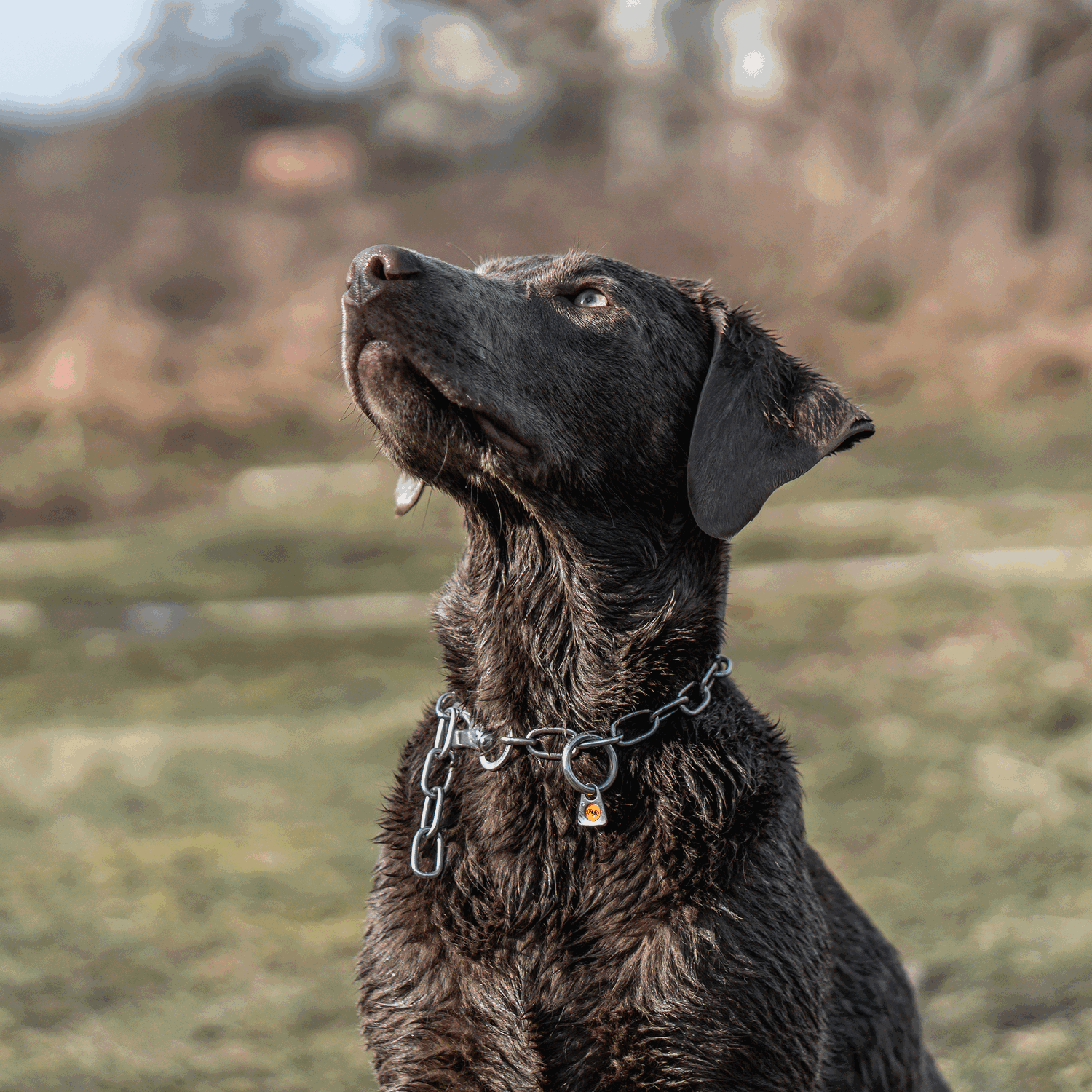 Halskette, verstellbar - mit SPRENGER-Haken - Edelstahl Rostfrei, 3,0 mm