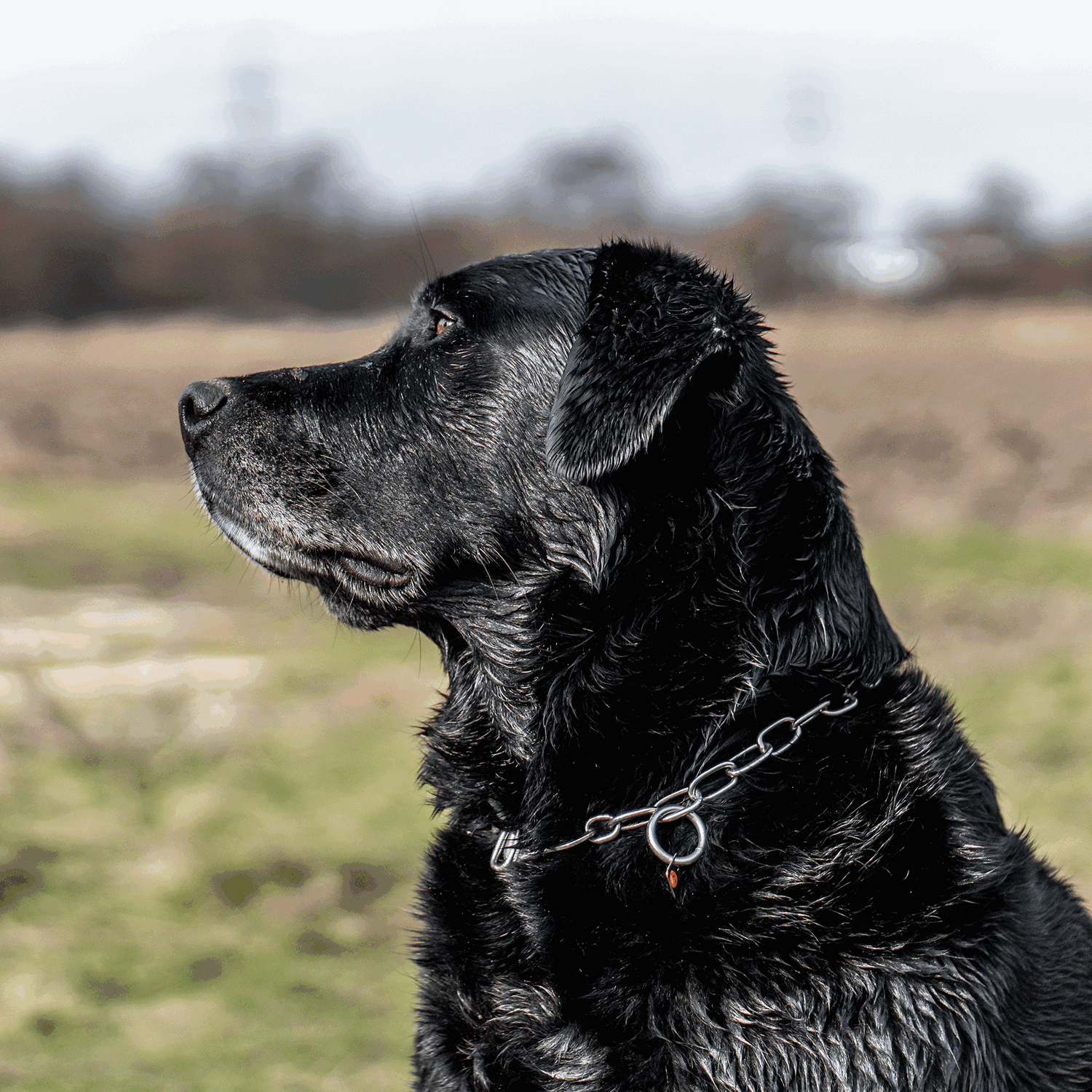 Halskette, verstellbar - mit SPRENGER-Haken - Edelstahl Rostfrei, 3,0 mm