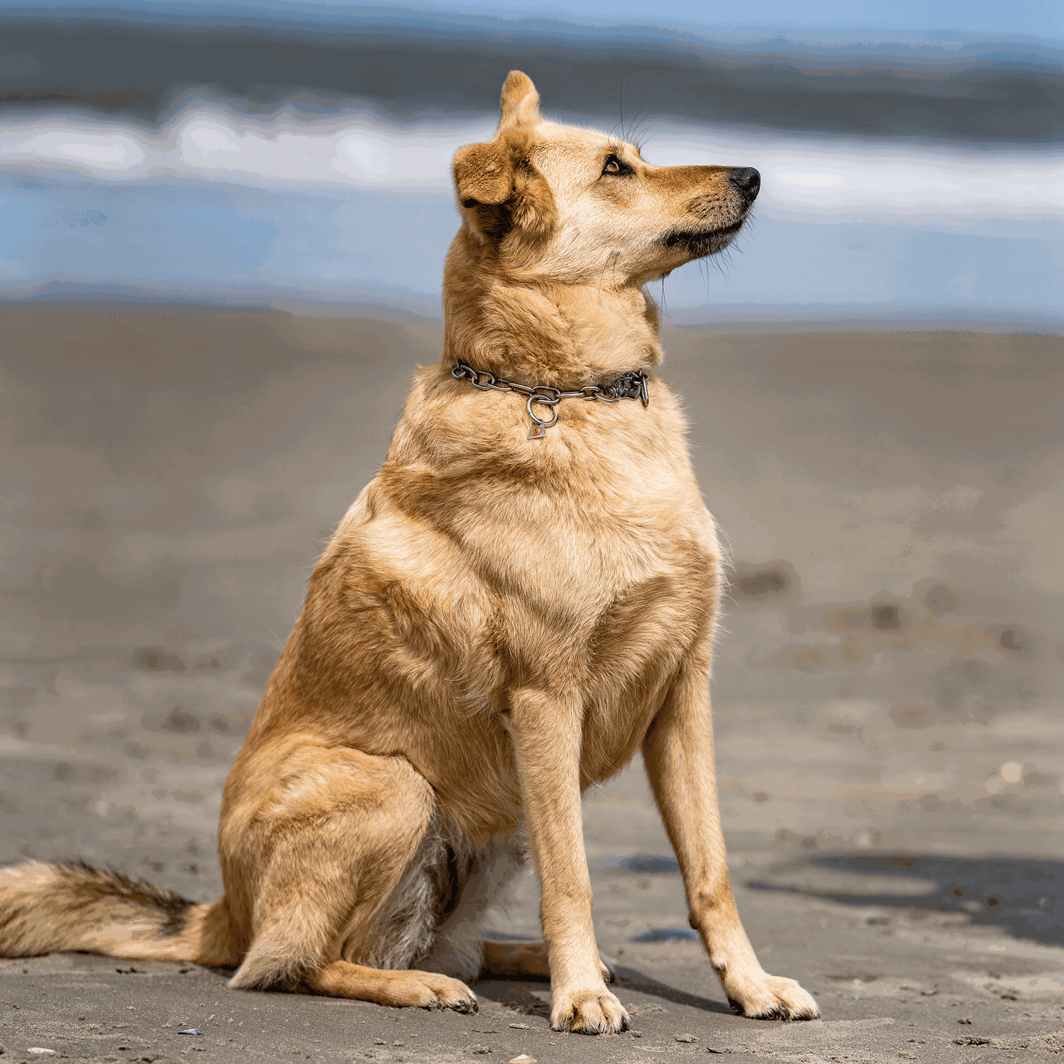 Halskette, verstellbar - mit SPRENGER-Haken - Edelstahl Rostfrei, 3,0 mm