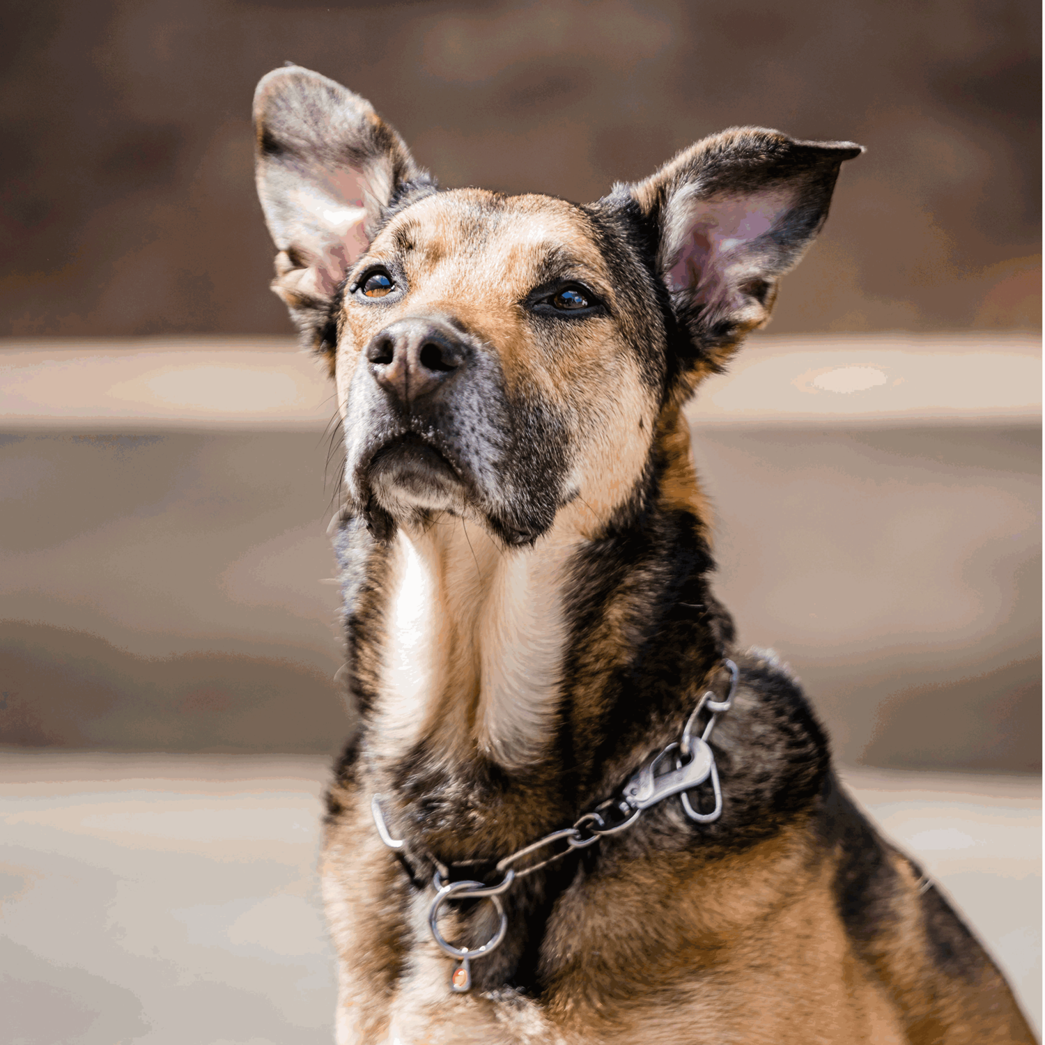 Halskette, langgliedrig, verstellbar - mit SPRENGER-Haken - Edelstahl Rostfrei, 4,0 mm