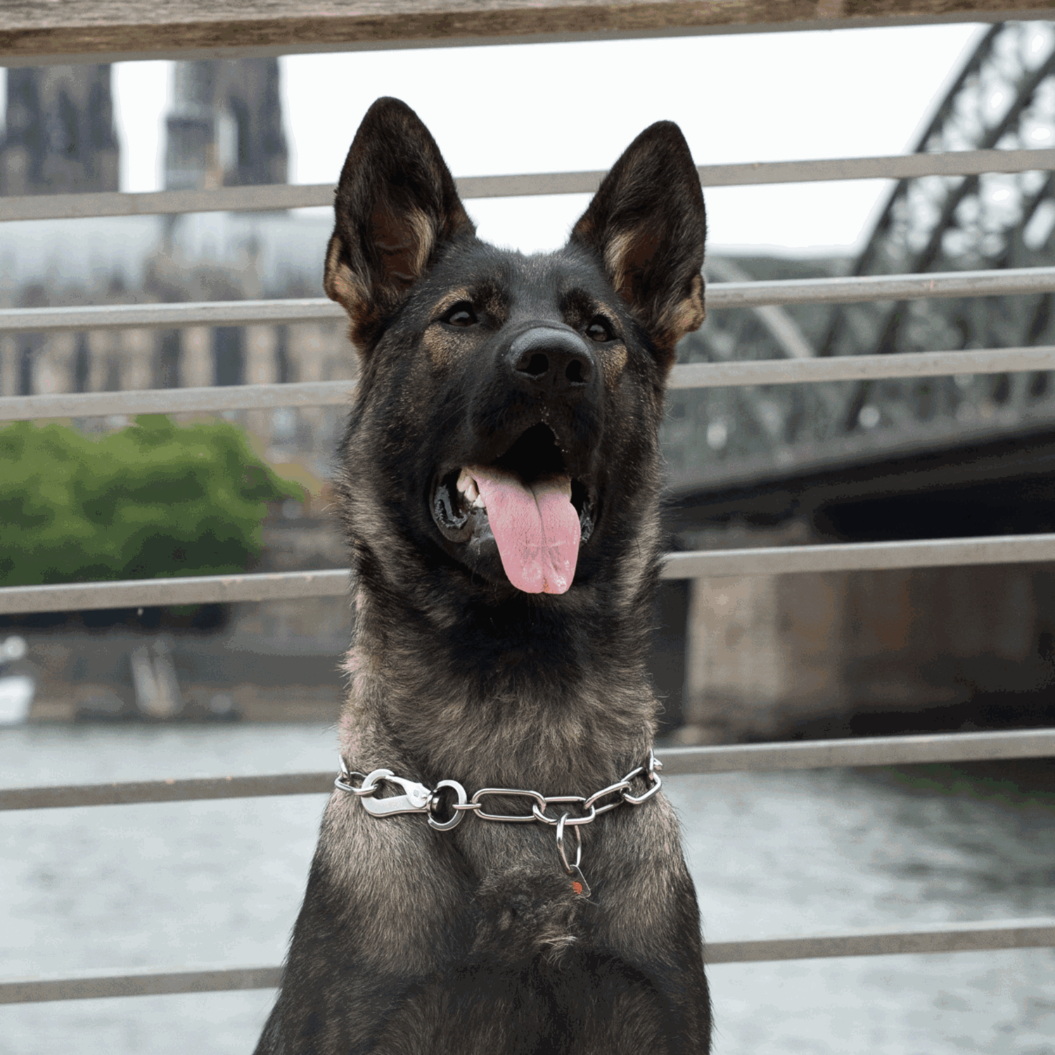 Halskette, langgliedrig, verstellbar - mit SPRENGER-Haken - Edelstahl Rostfrei, 4,0 mm