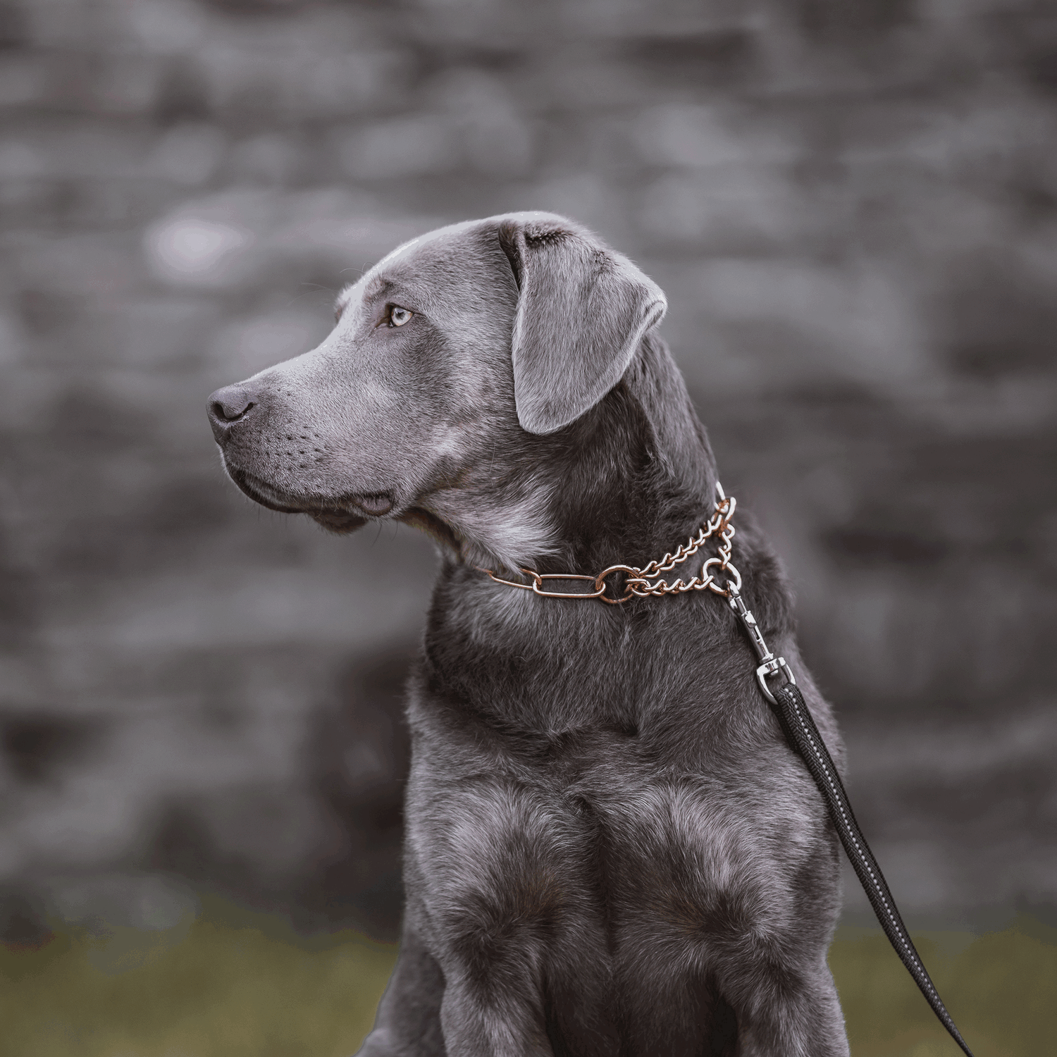 Halskette mit Zugbegrenzung - CUROGAN, 4,0 mm