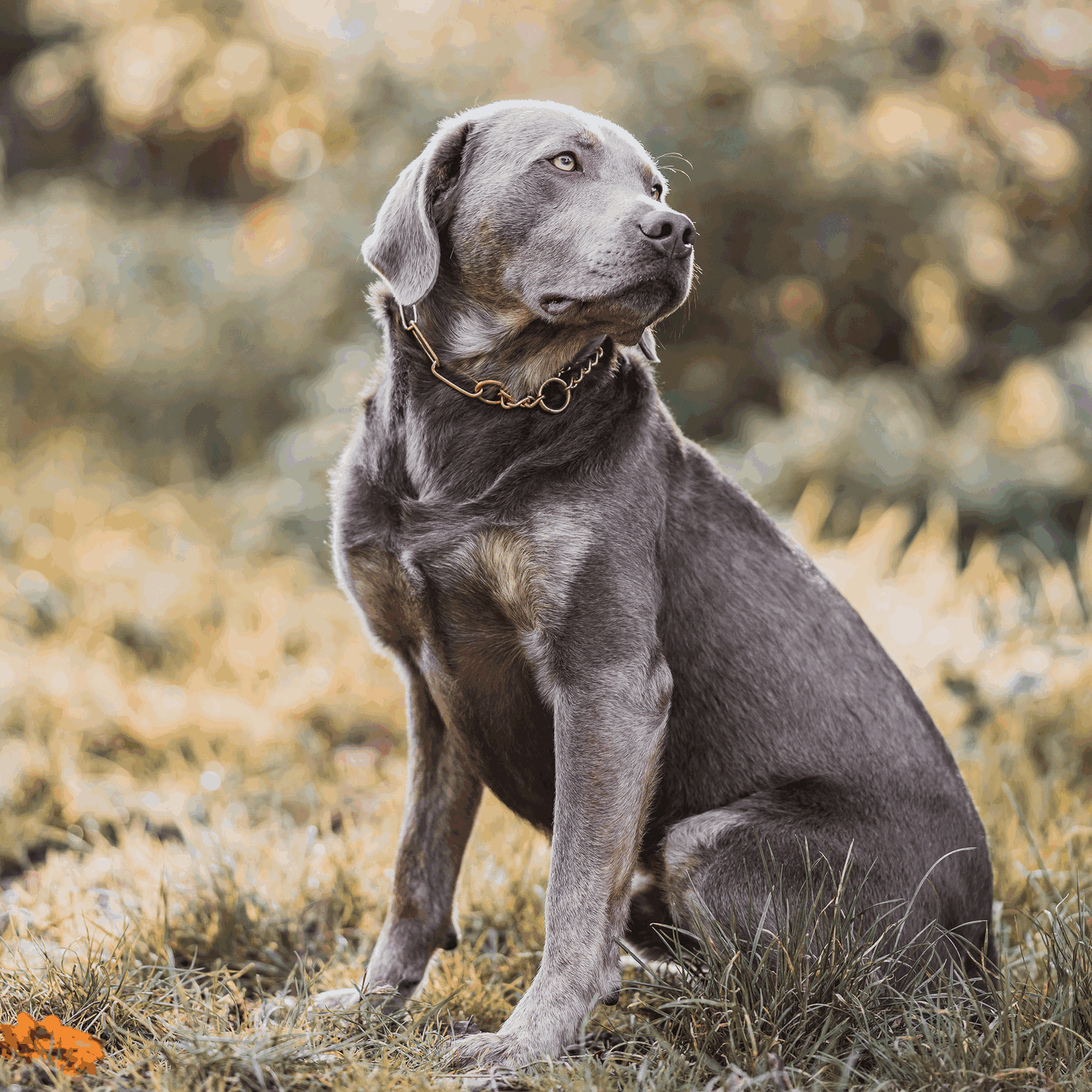 Halskette mit Zugbegrenzung - CUROGAN, 4,0 mm