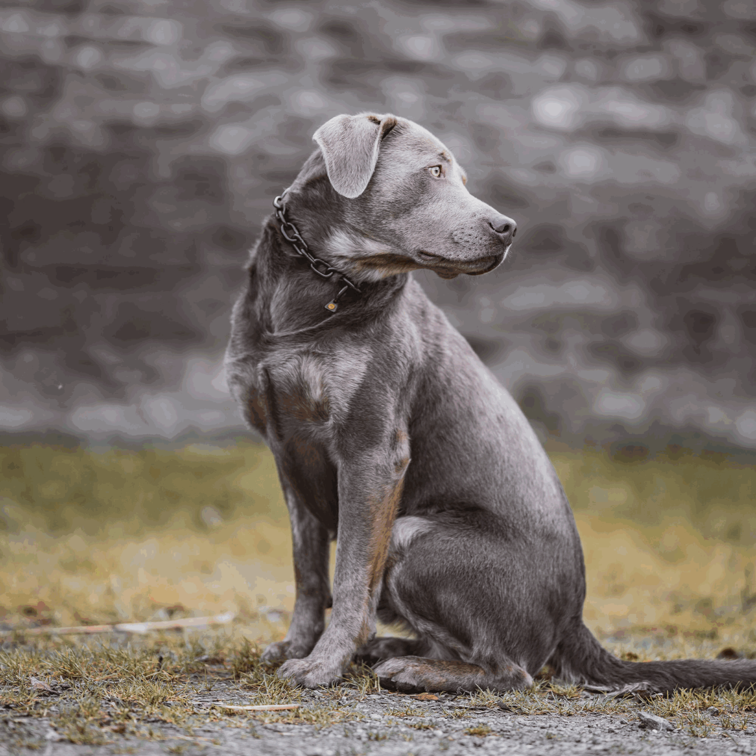 Halskette, stark - Edelstahl Rostfrei schwarz, 4,0 mm