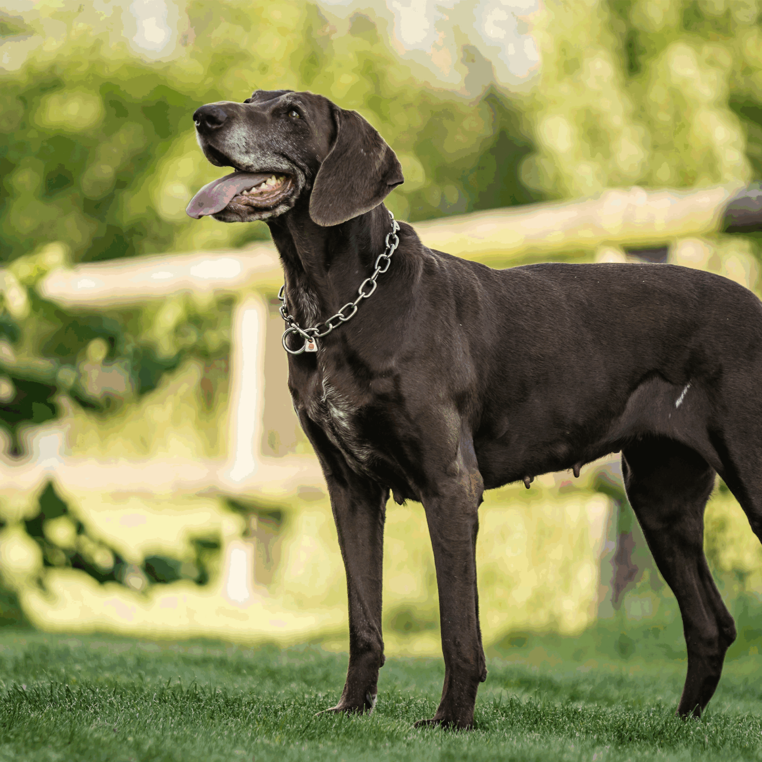 Halskette, stark - Edelstahl Rostfrei, 4,0 mm