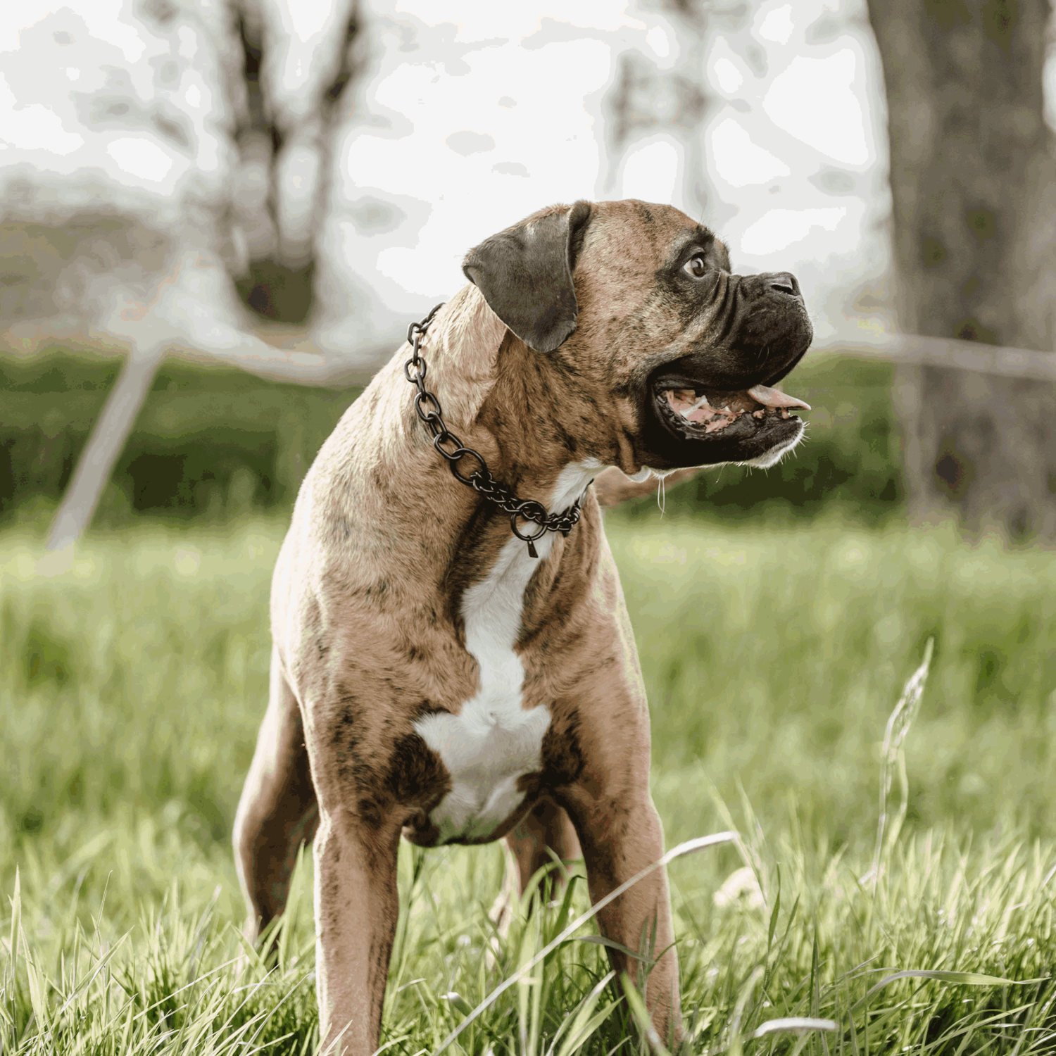 Halskette, medium, mit Zugbegrenzung - Edelstahl Rostfrei schwarz, 4,0 mm