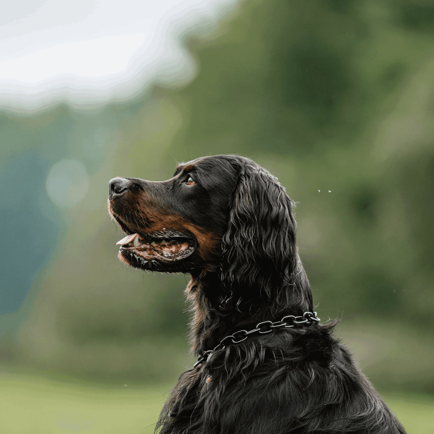 Halskette, medium, mit Zugbegrenzung - Edelstahl Rostfrei schwarz, 4,0 mm