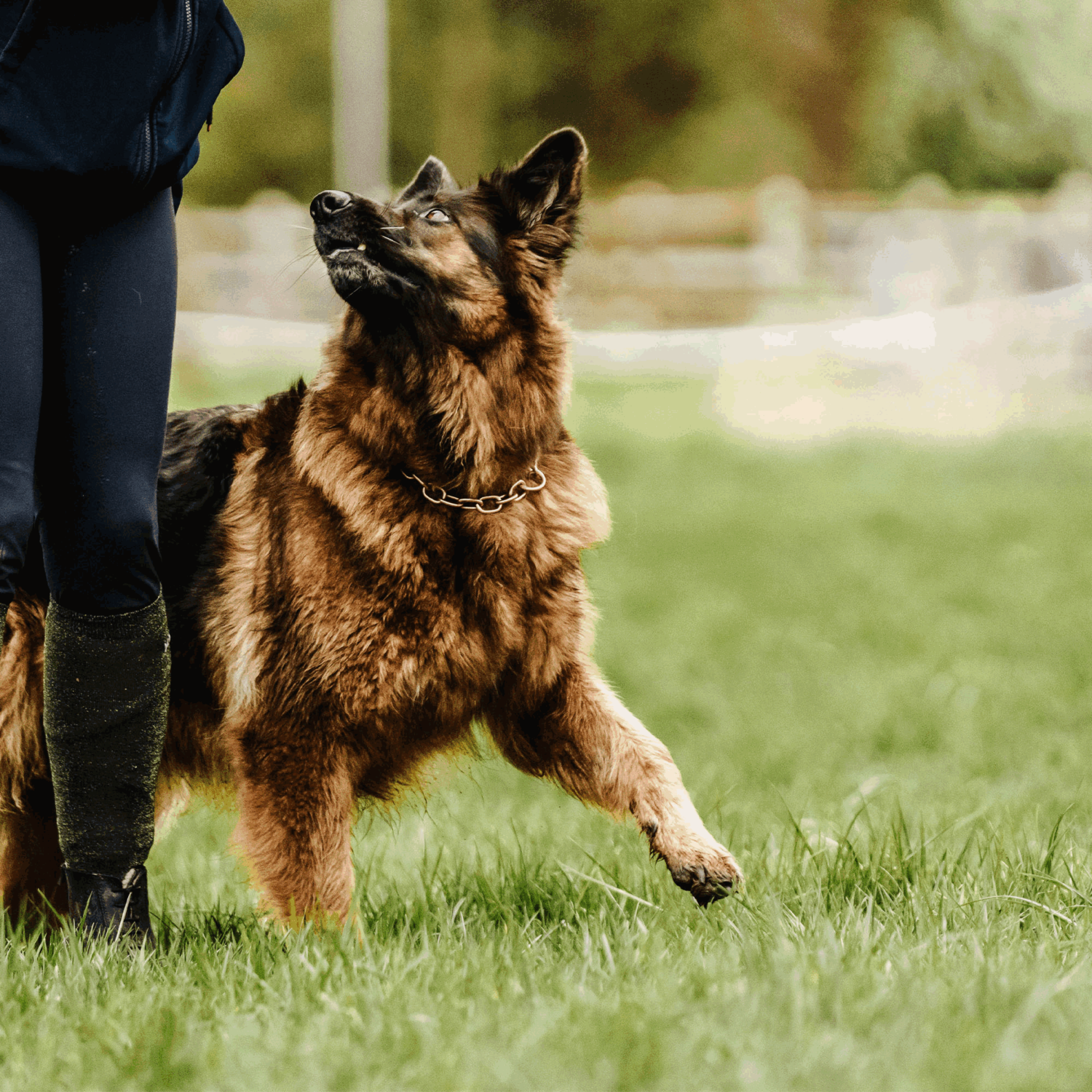 Halskette, medium, mit Zugbegrenzung - Curogan, 4,0mm